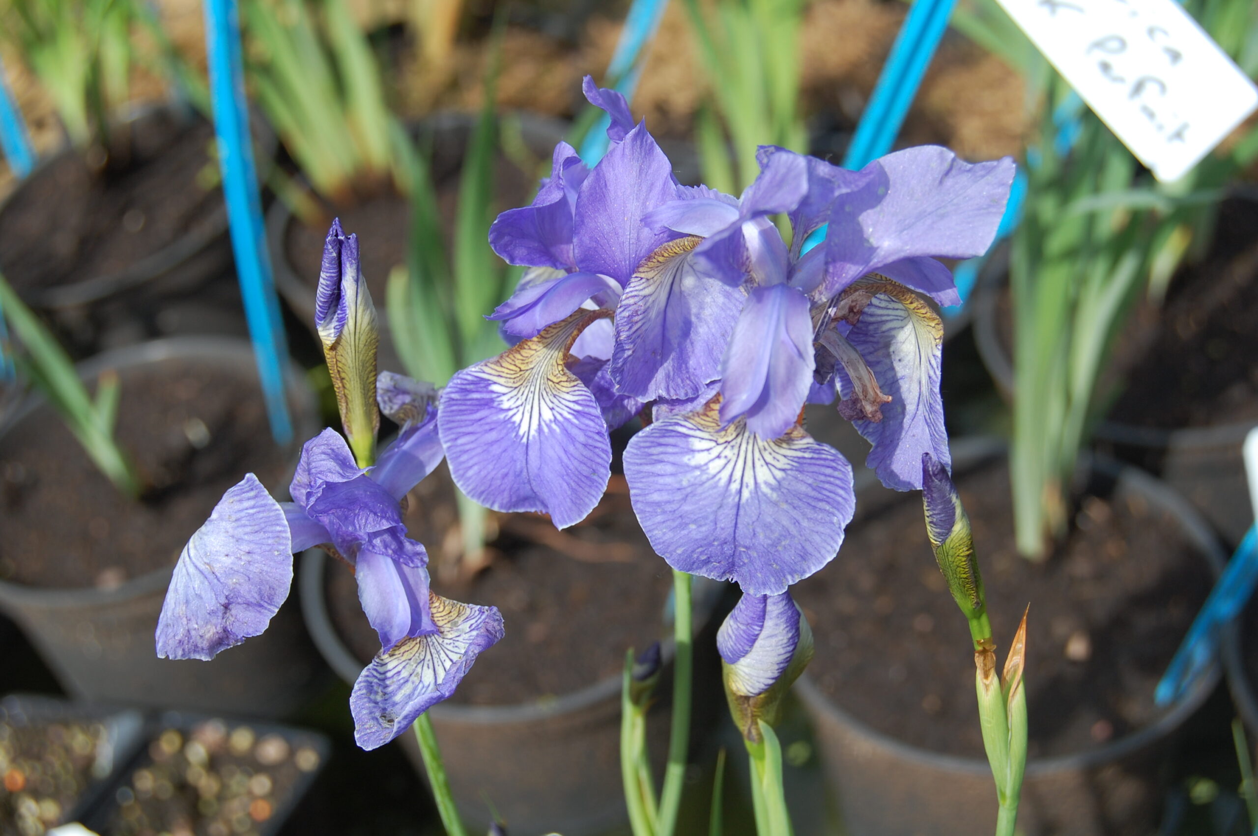 acheter iris Siberica Soft Blue for sale buy on line (5)
