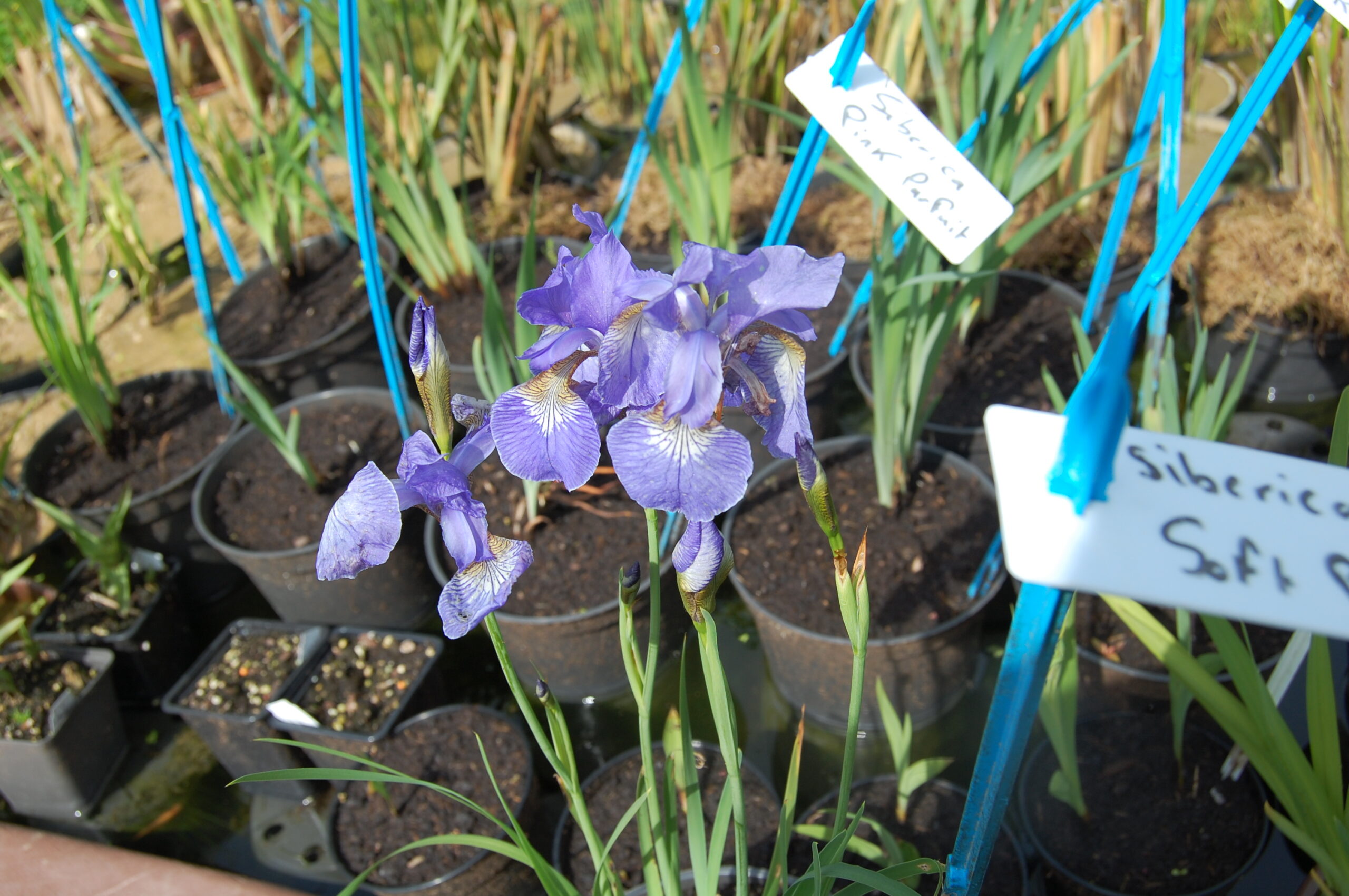 acheter iris Siberica Soft Blue for sale buy on line (6)