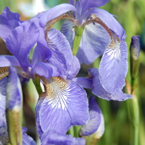 acheter iris Siberica Soft Blue for sale buy on line (7)