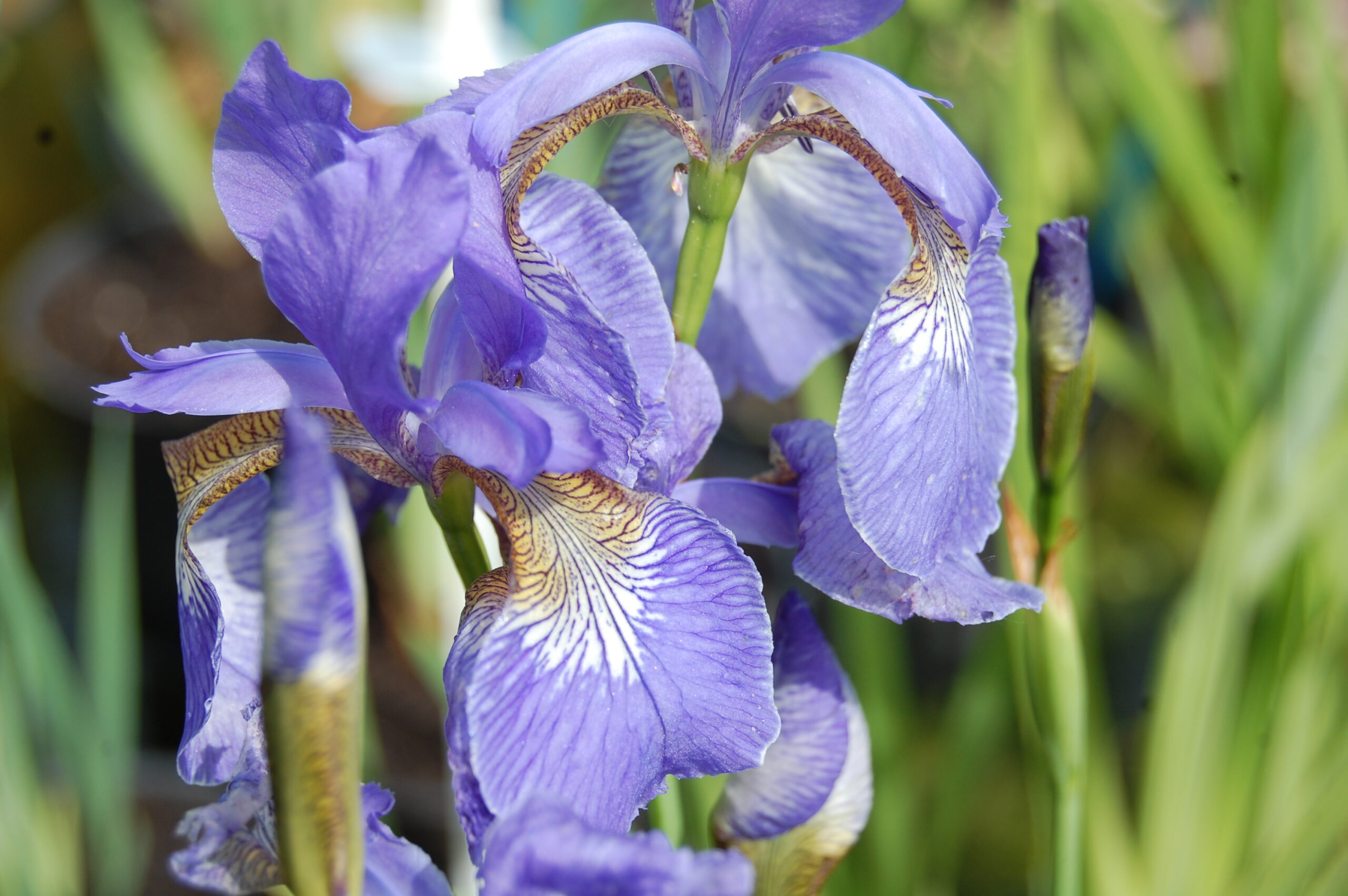 acheter iris Siberica Soft Blue for sale buy on line (7)