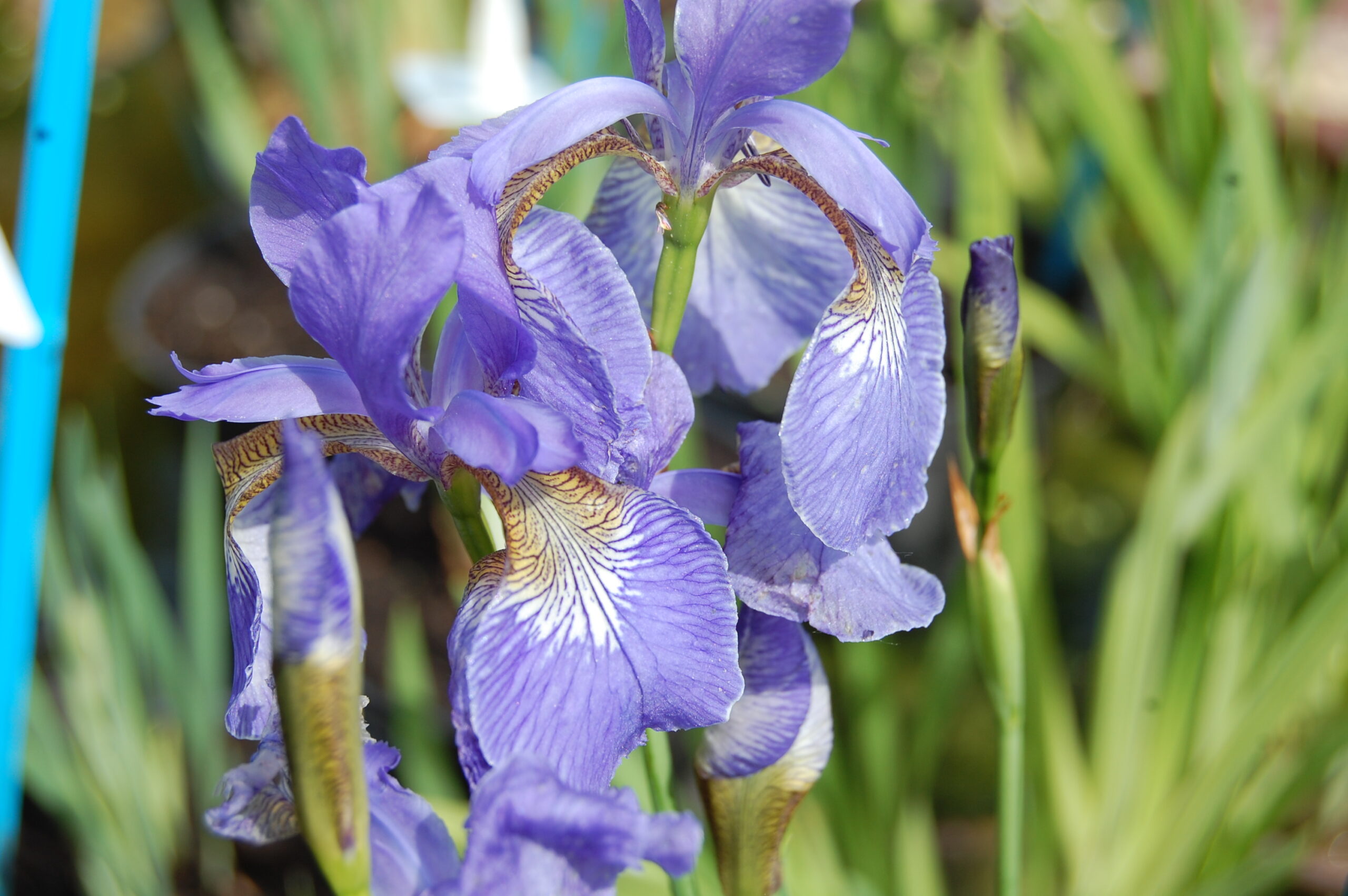 acheter iris Siberica Soft Blue for sale buy on line (8)