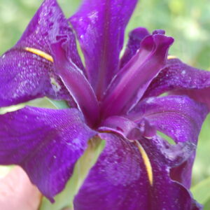 DSC 0008 Copie (2)