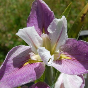 DSC 0096