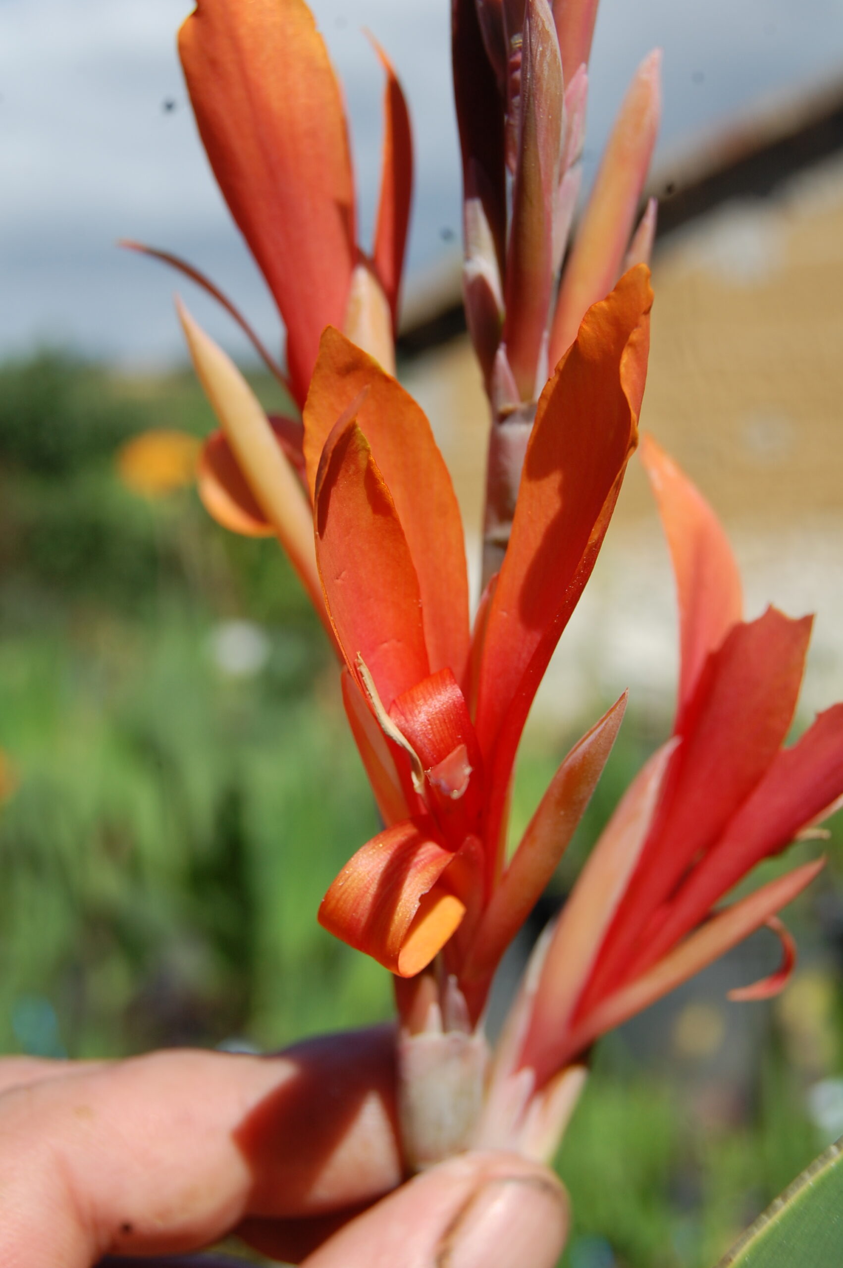 acheter canna Mandarin for sale buy on line (1)