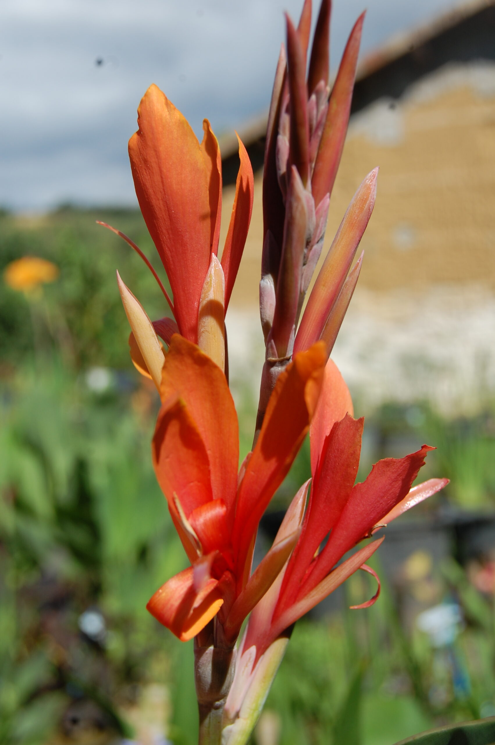 acheter canna Mandarin for sale buy on line (2)