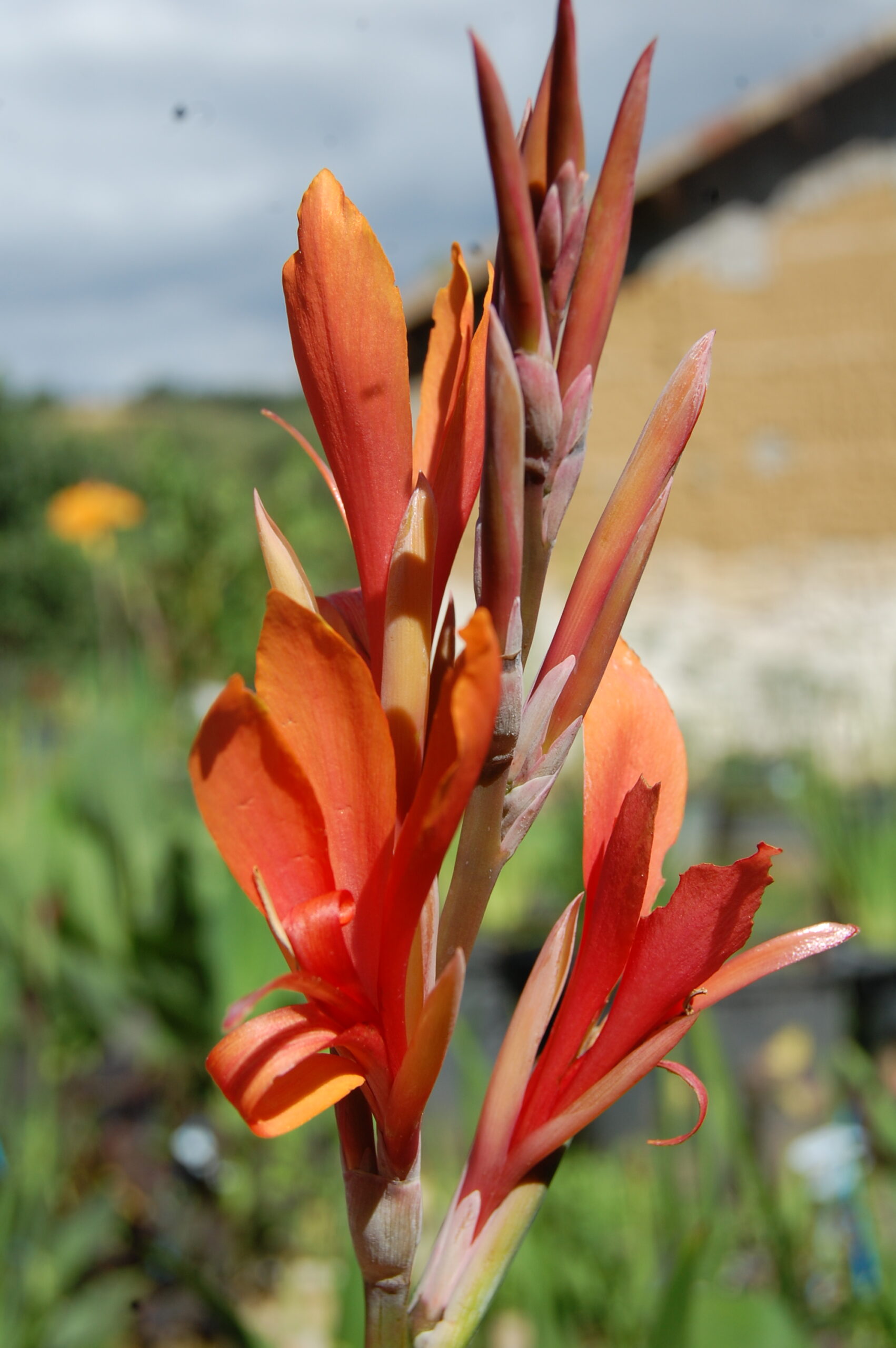 acheter canna Mandarin for sale buy on line (3)