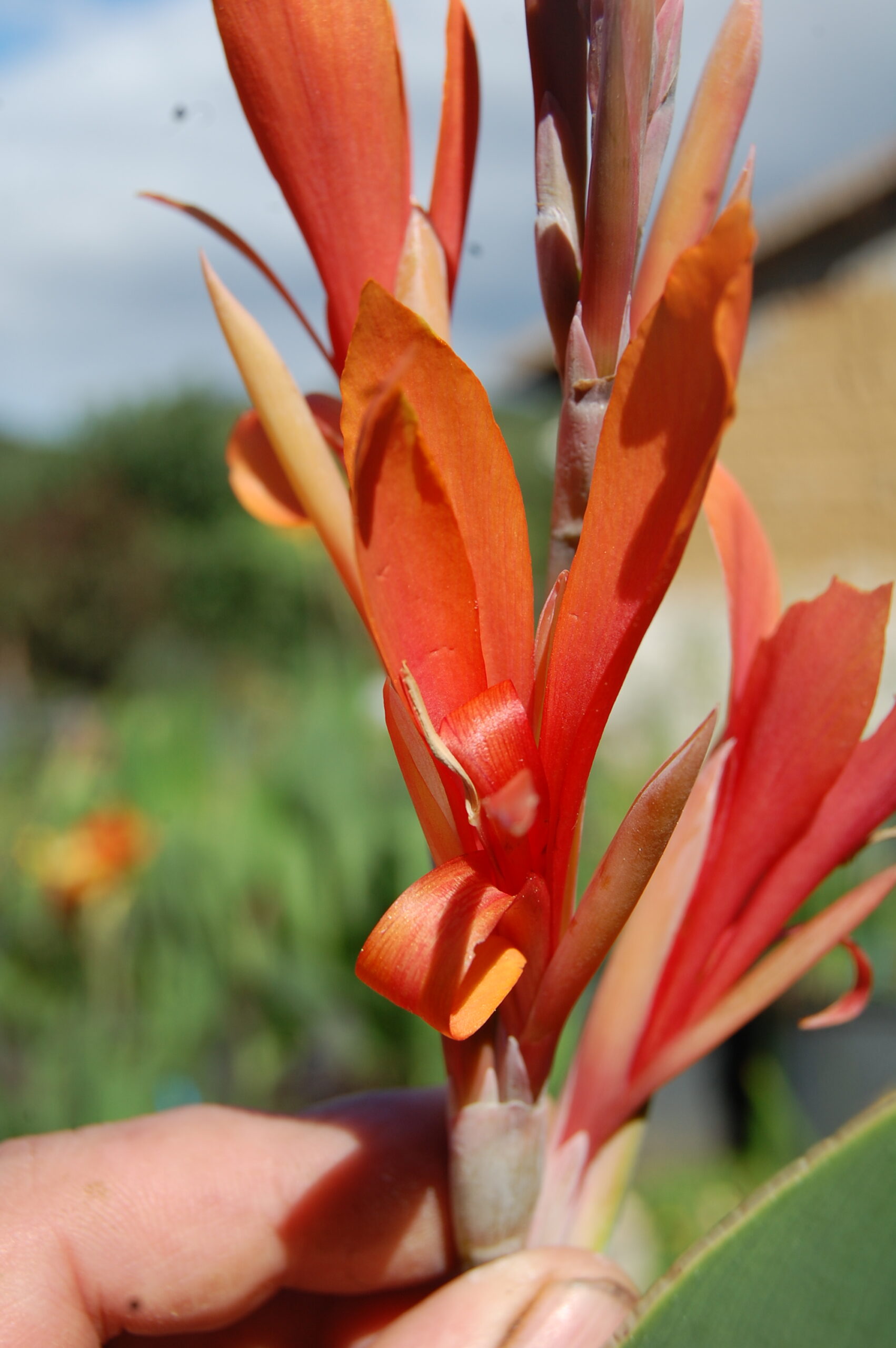 acheter canna Mandarin for sale buy on line (4)