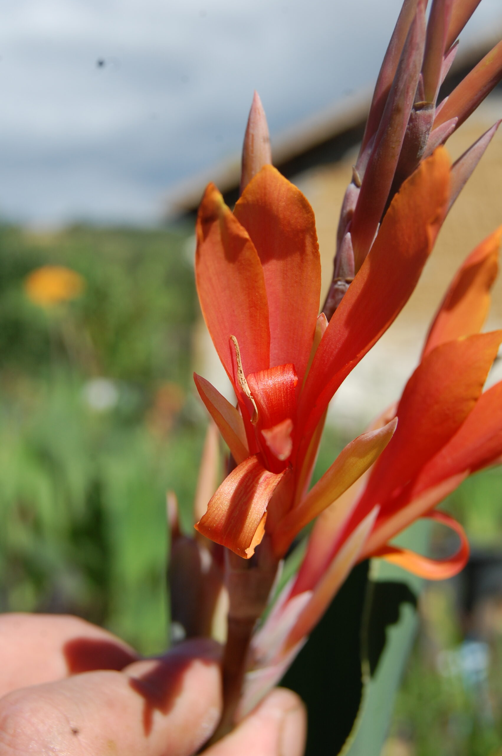 acheter canna Mandarin for sale buy on line (5)