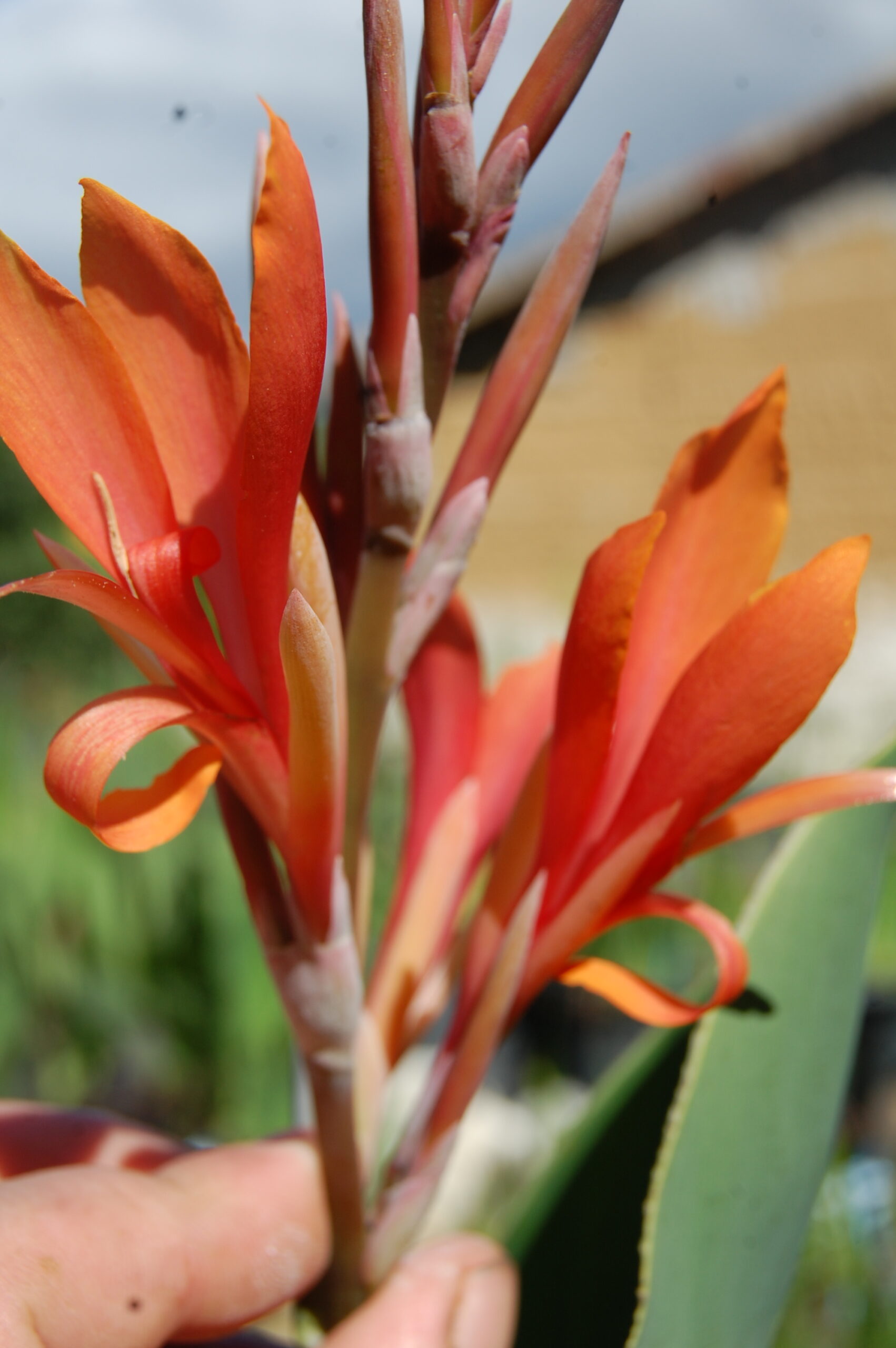 acheter canna Mandarin for sale buy on line (6)