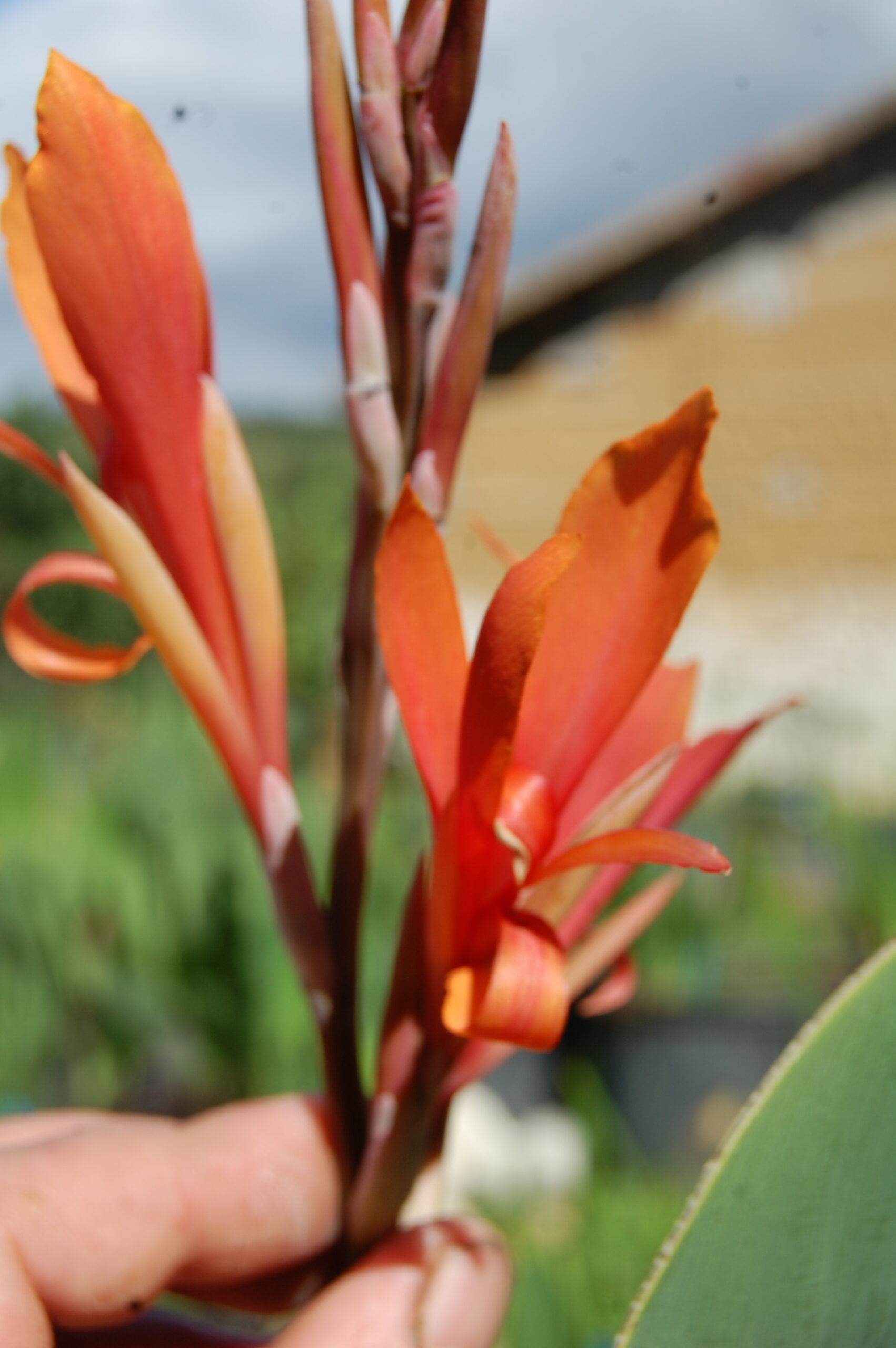 acheter canna Mandarin for sale buy on line (7)