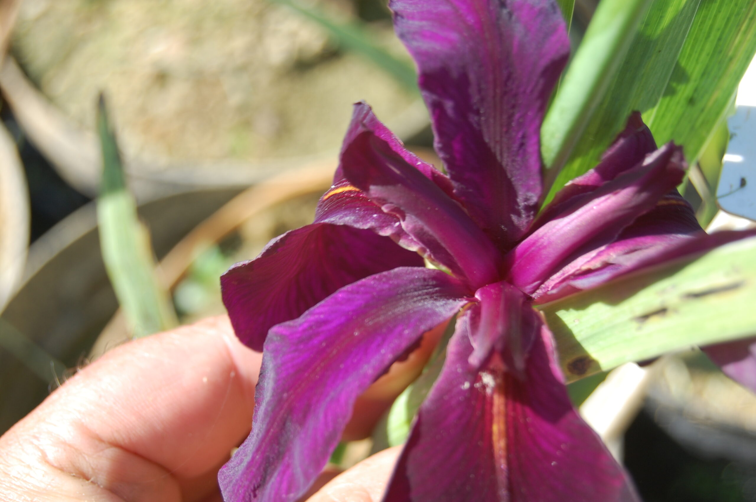 acheter iris Louisiana Black Widow for sale buy on line (1)