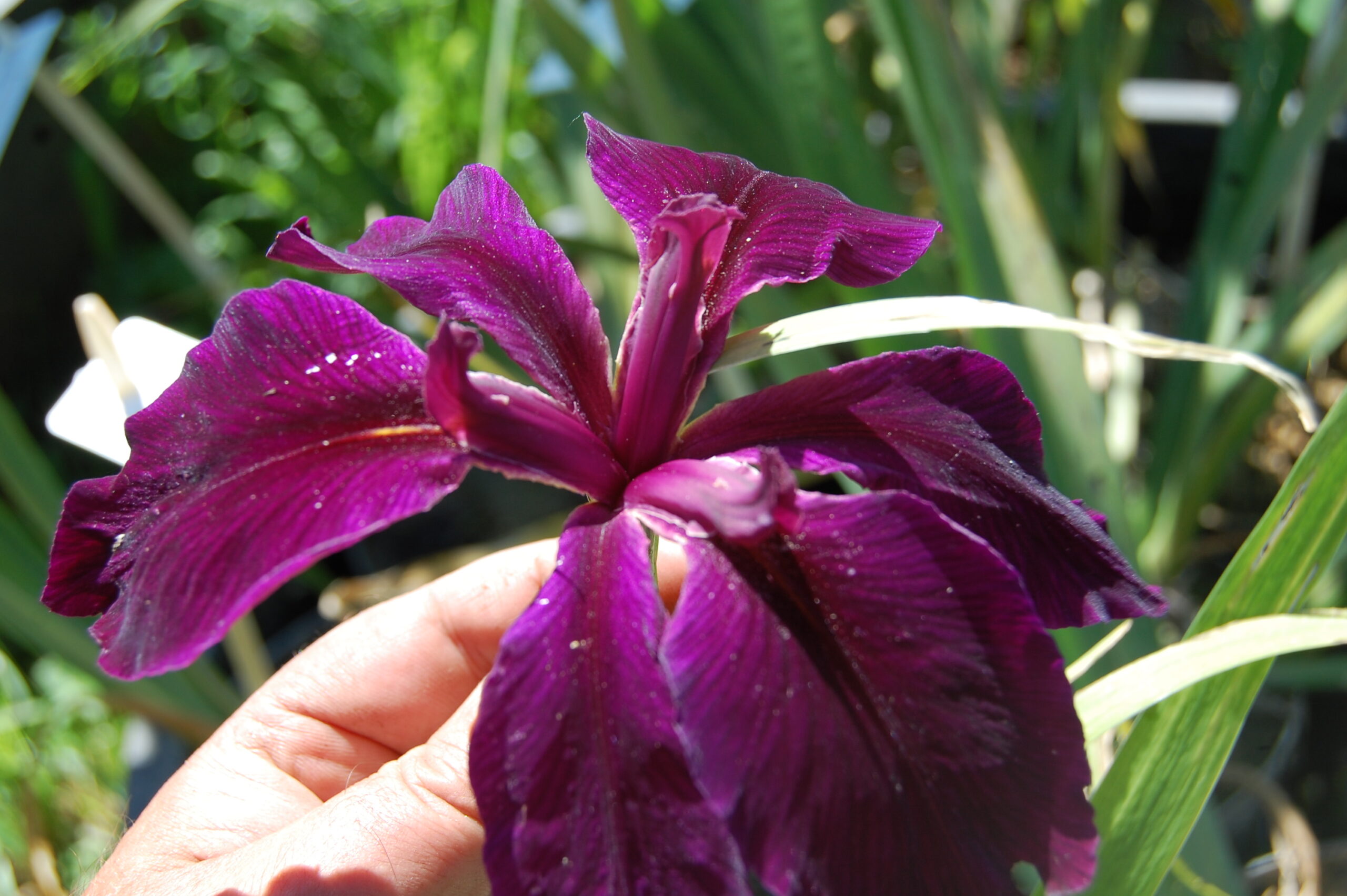 acheter iris Louisiana Black Widow for sale buy on line (13)