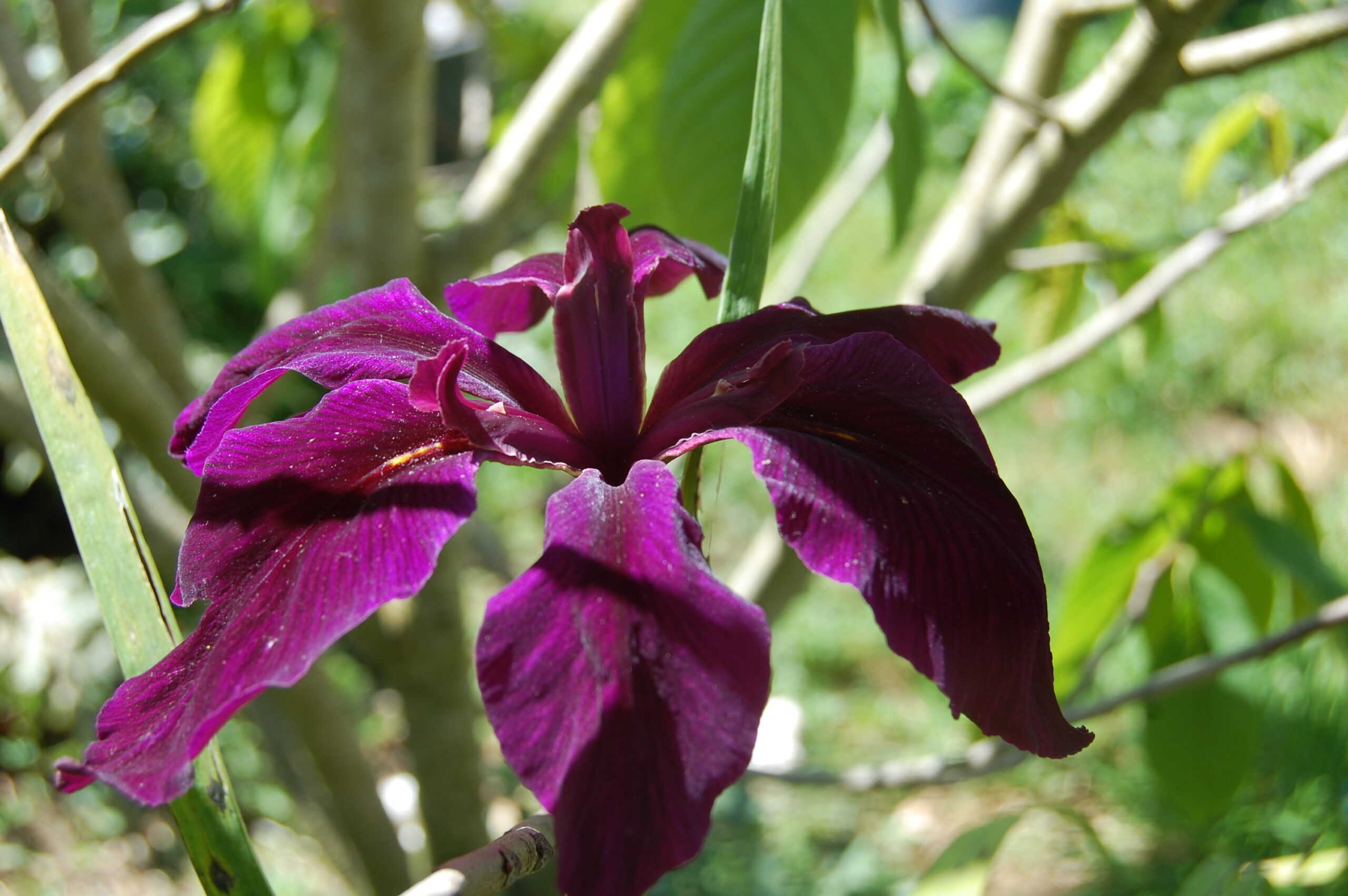 acheter iris Louisiana Black Widow for sale buy on line (15)