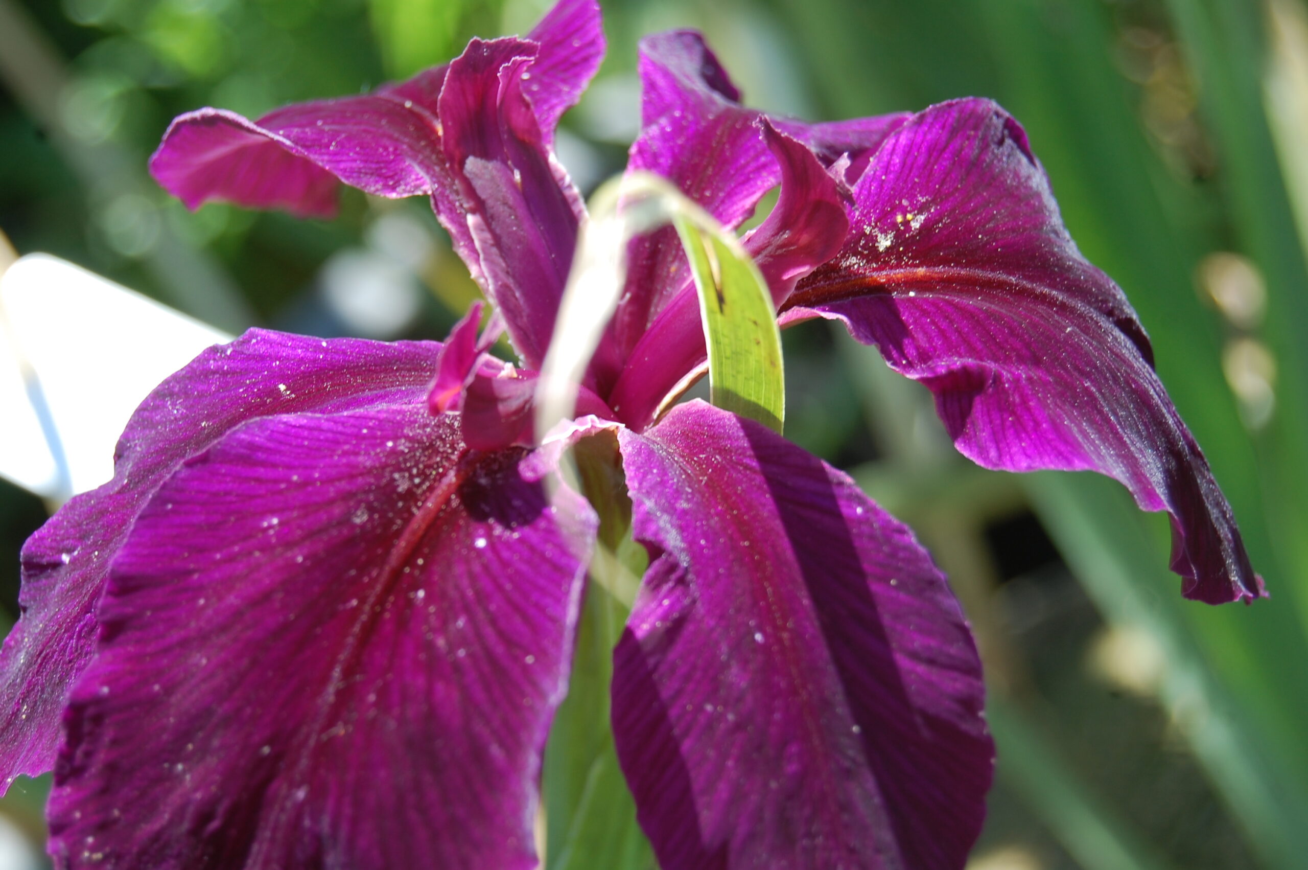 acheter iris Louisiana Black Widow for sale buy on line (2)