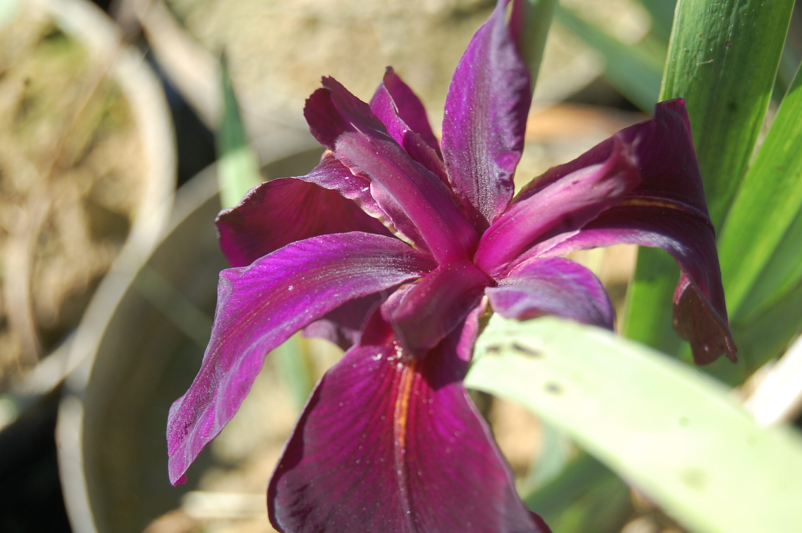 acheter iris Louisiana Black Widow for sale buy on line (21)