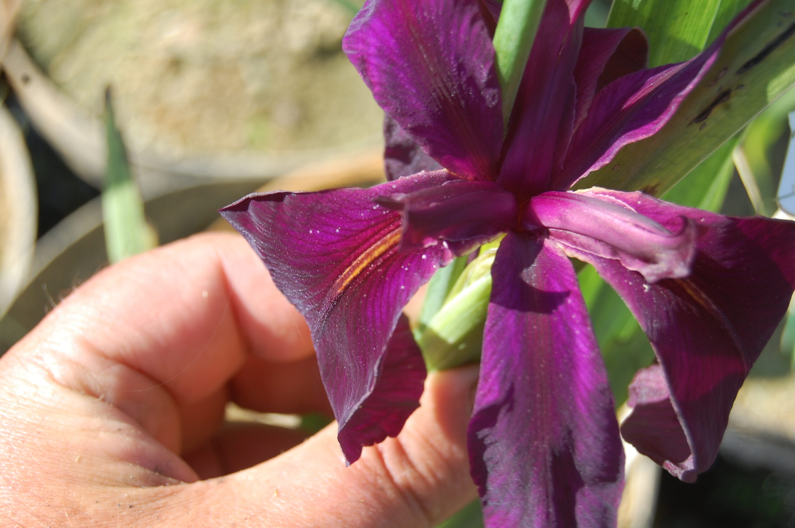 acheter iris Louisiana Black Widow for sale buy on line (25)