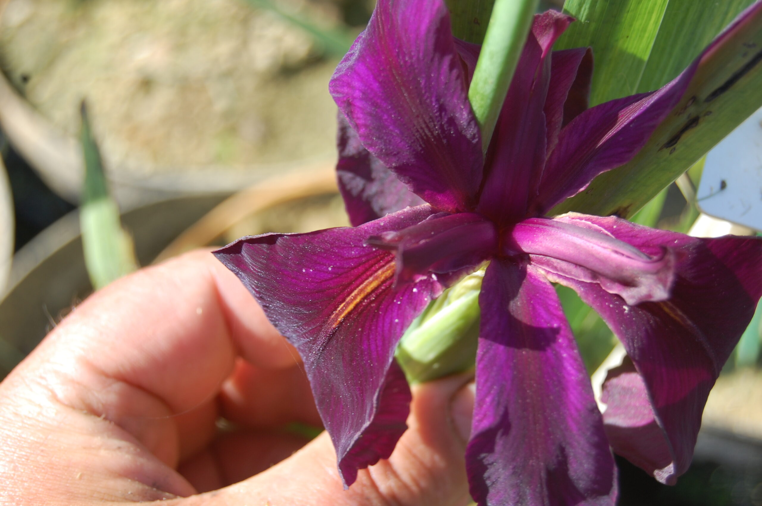 acheter iris Louisiana Black Widow for sale buy on line (28)