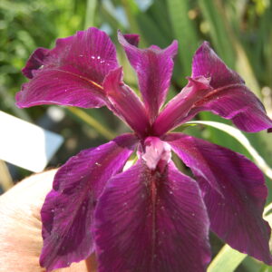 acheter iris Louisiana Black Widow for sale buy on line (5)