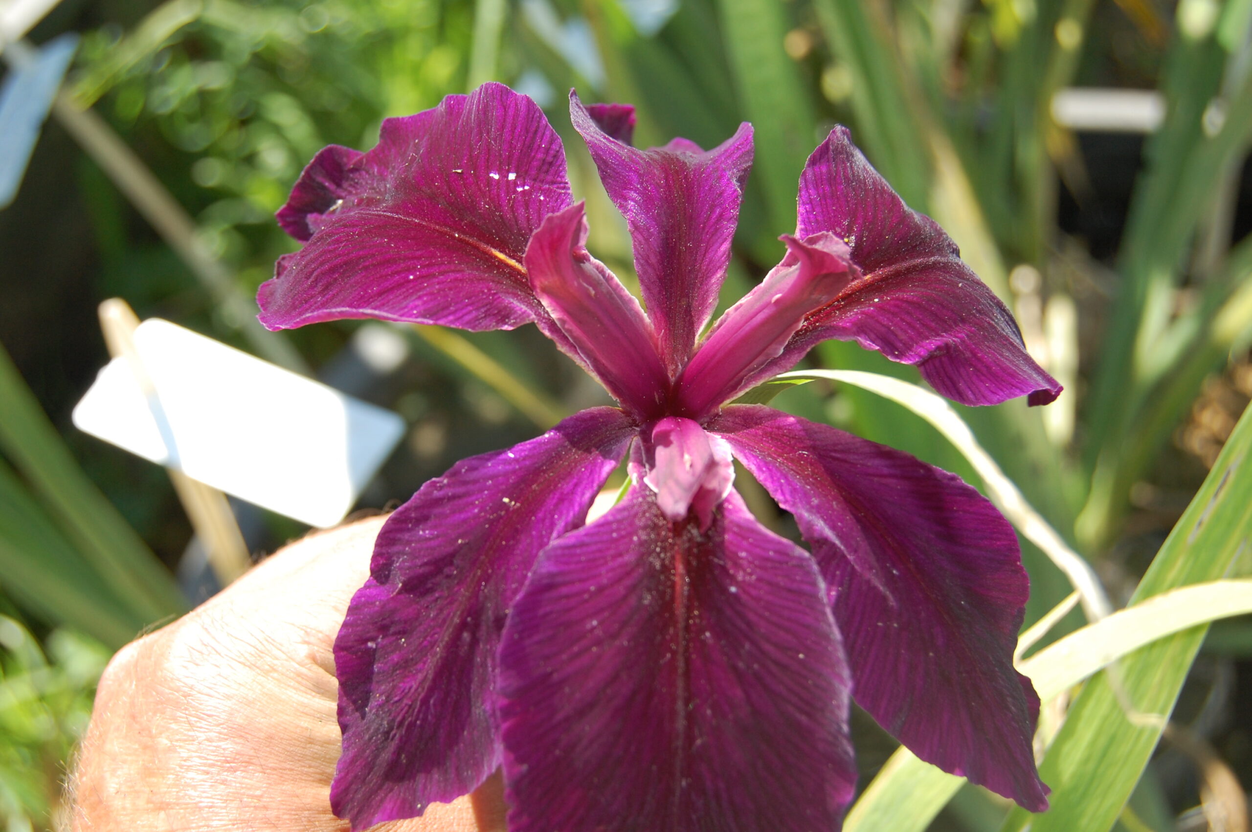 acheter iris Louisiana Black Widow for sale buy on line (5)