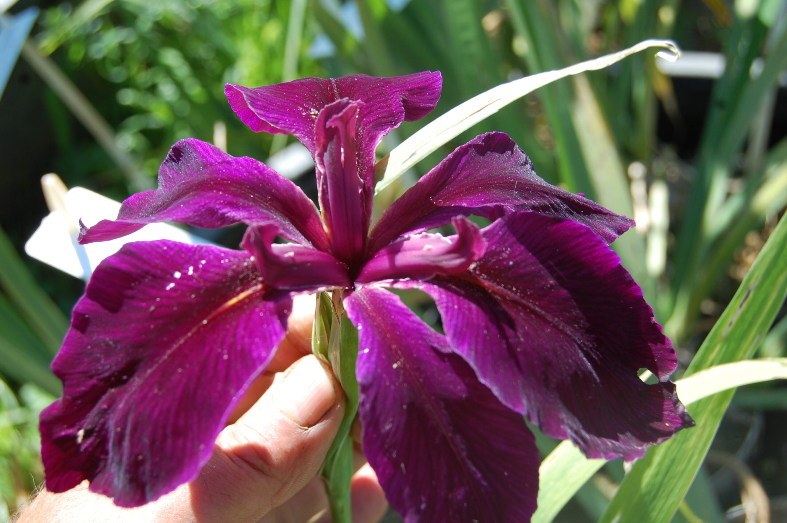 acheter iris Louisiana Black Widow for sale buy on line (9)
