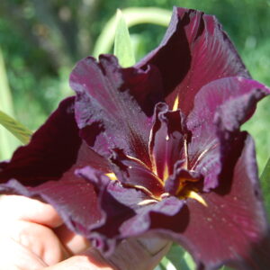 acheter iris Louisiana Dark Dude for sale buy on line (1)