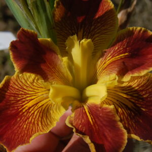 acheter iris louisiana Cajun Sunrise for sale buy on line (1)