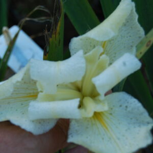 acheter iris louisiana Ice Magic for sale buy on line (7)