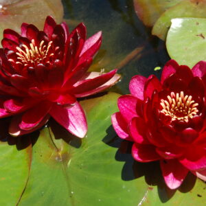 acheter nymphaea Aai for sale buy on line (9)