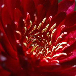 acheter nymphaea Birthday for sale buy on line (65)
