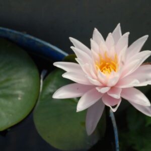 acheter nymphaea Lola for sale buy on line (2)
