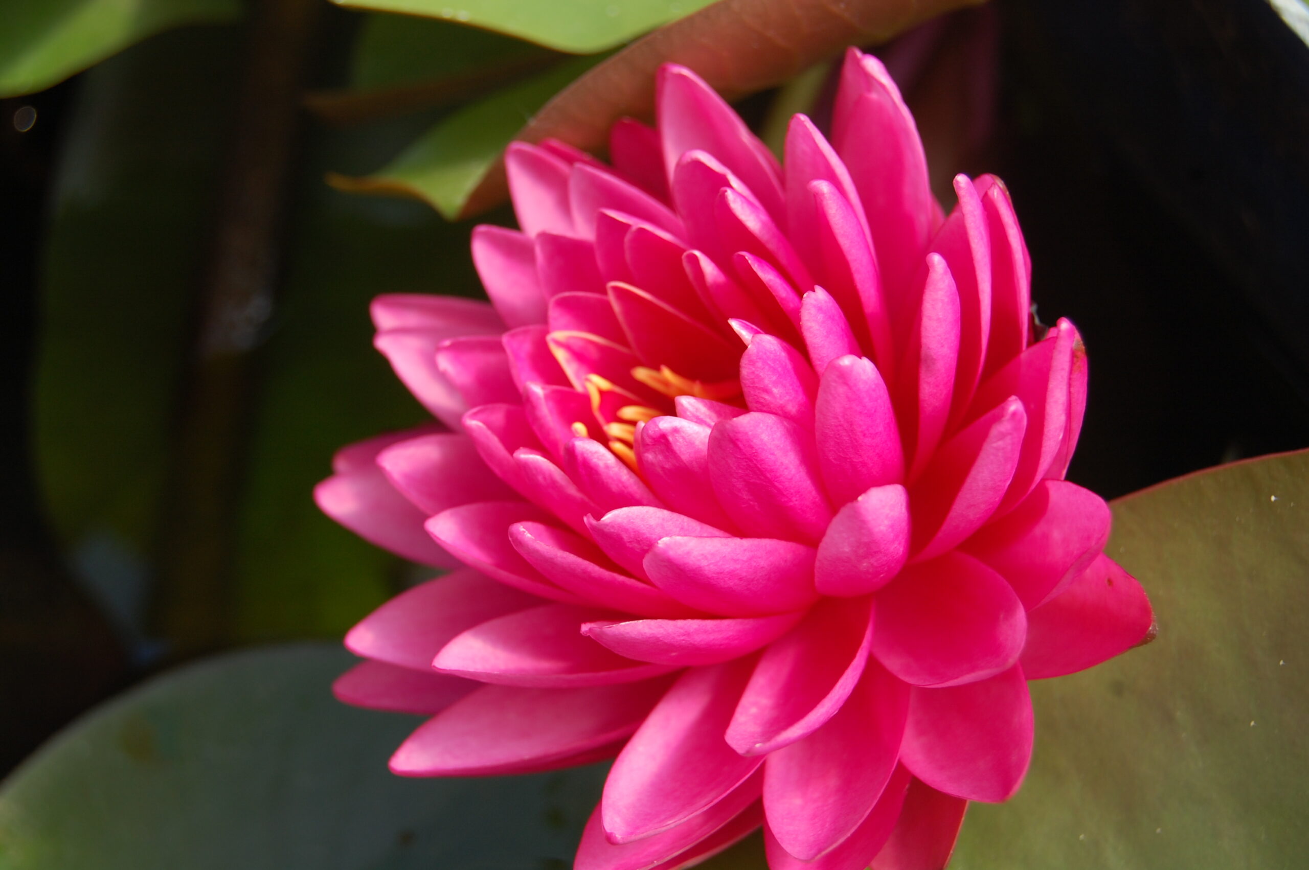 acheter nymphaea Rosa Scent for sale buy on line (11)