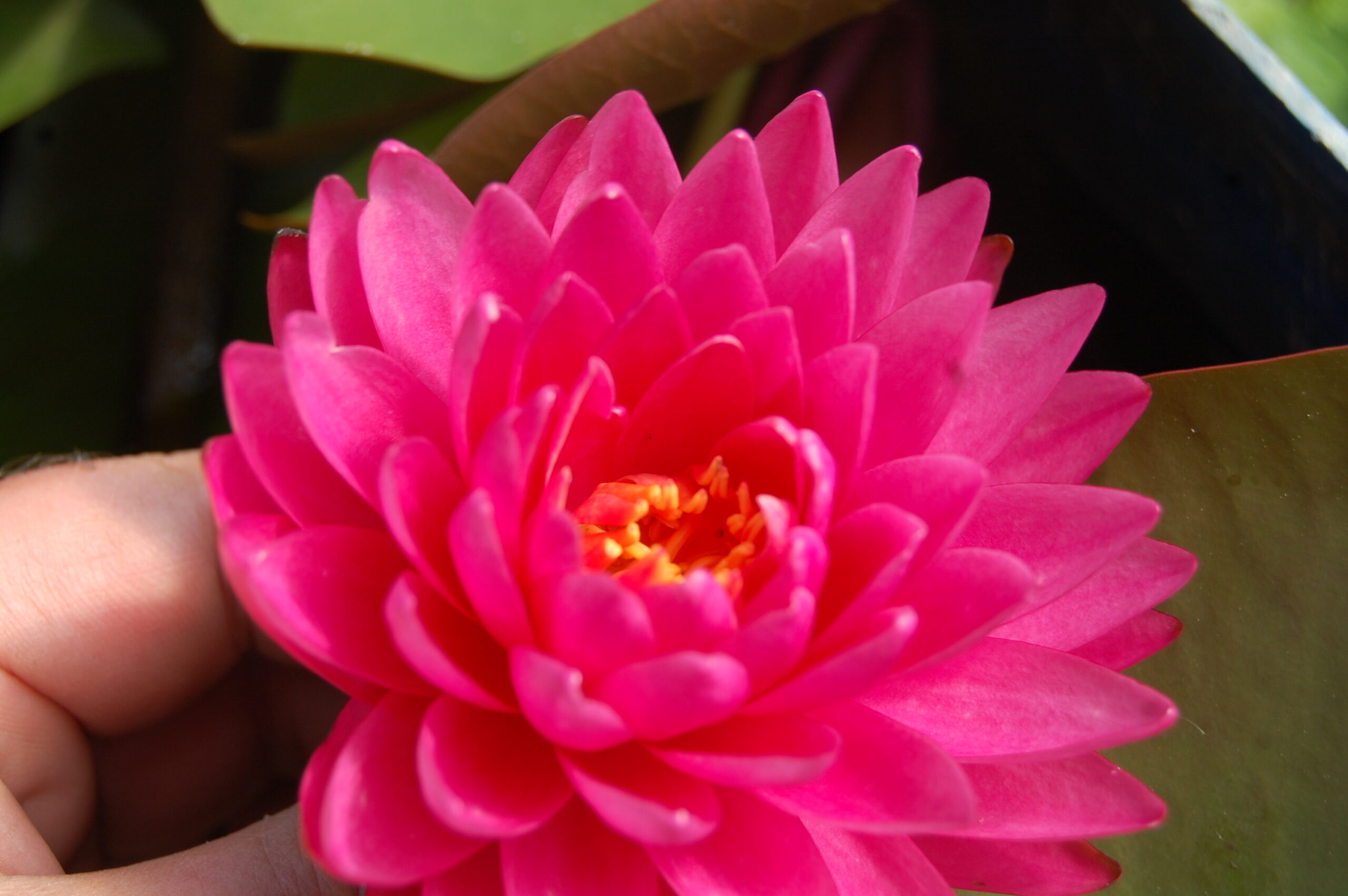 acheter nymphaea Rosa Scent for sale buy on line (12)