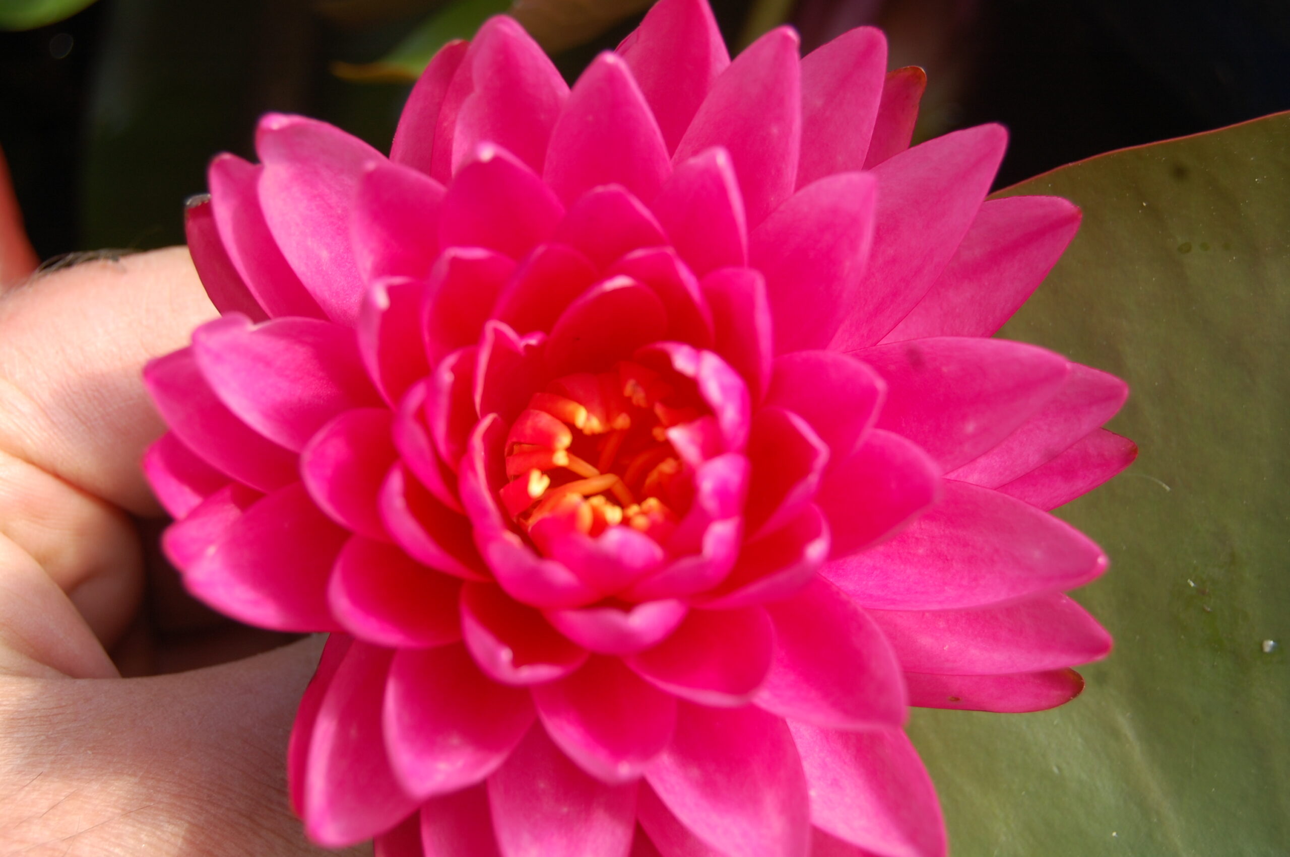 acheter nymphaea Rosa Scent for sale buy on line (13)