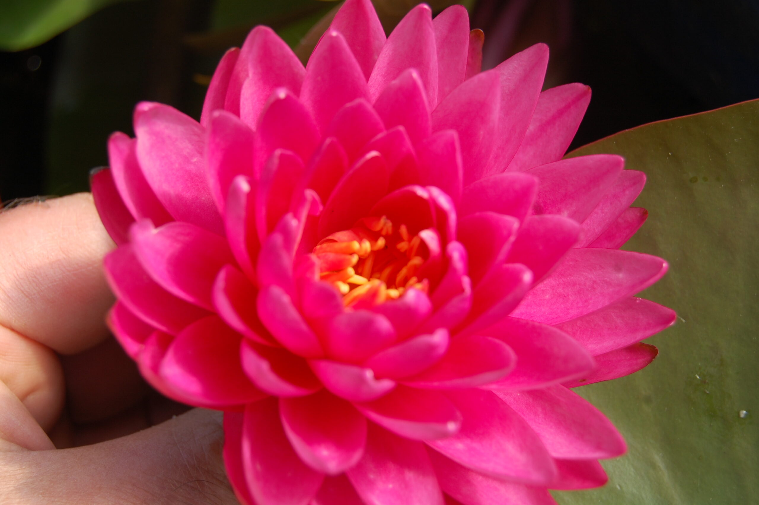 acheter nymphaea Rosa Scent for sale buy on line (14)