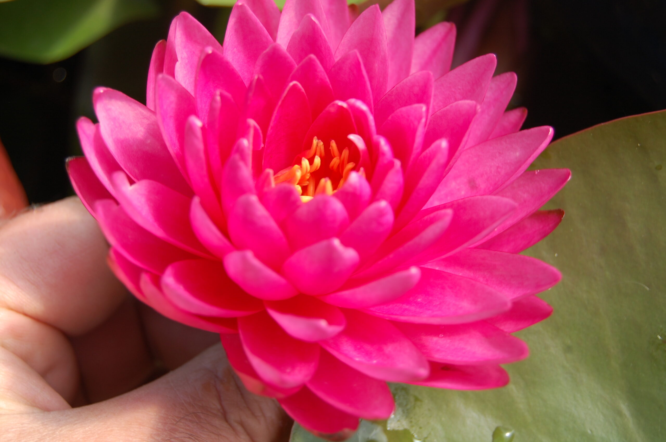 acheter nymphaea Rosa Scent for sale buy on line (15)