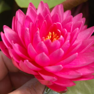 acheter nymphaea Rosa Scent for sale buy on line (16)