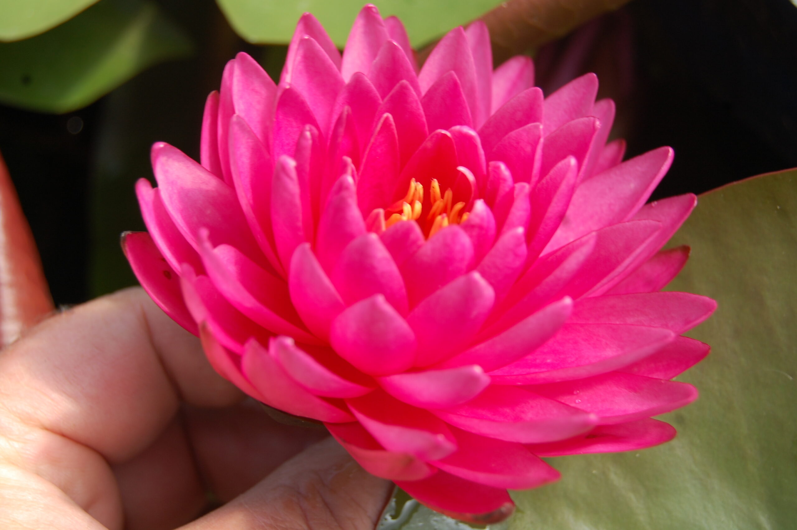 acheter nymphaea Rosa Scent for sale buy on line (16)