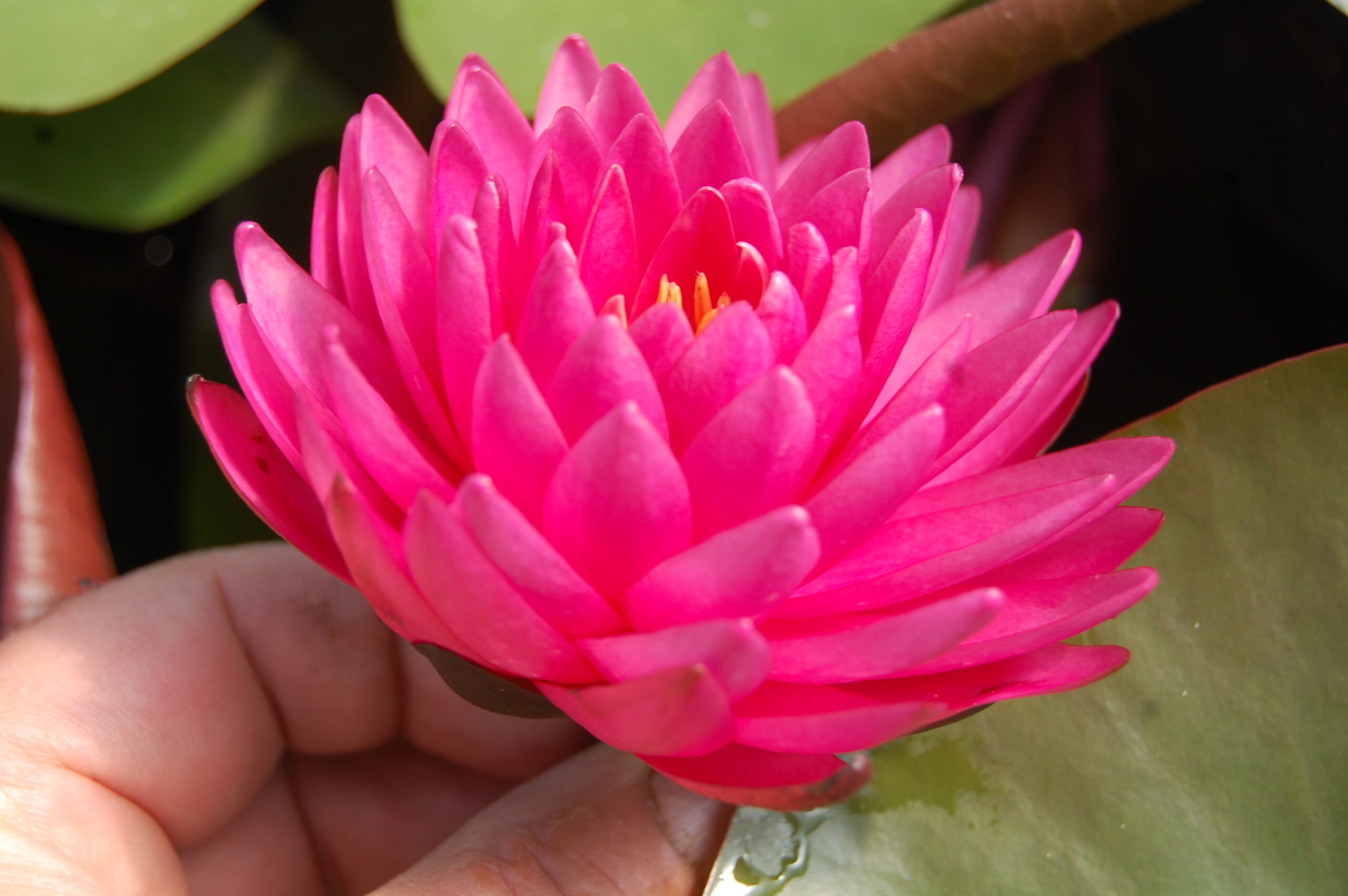 acheter nymphaea Rosa Scent for sale buy on line (17)