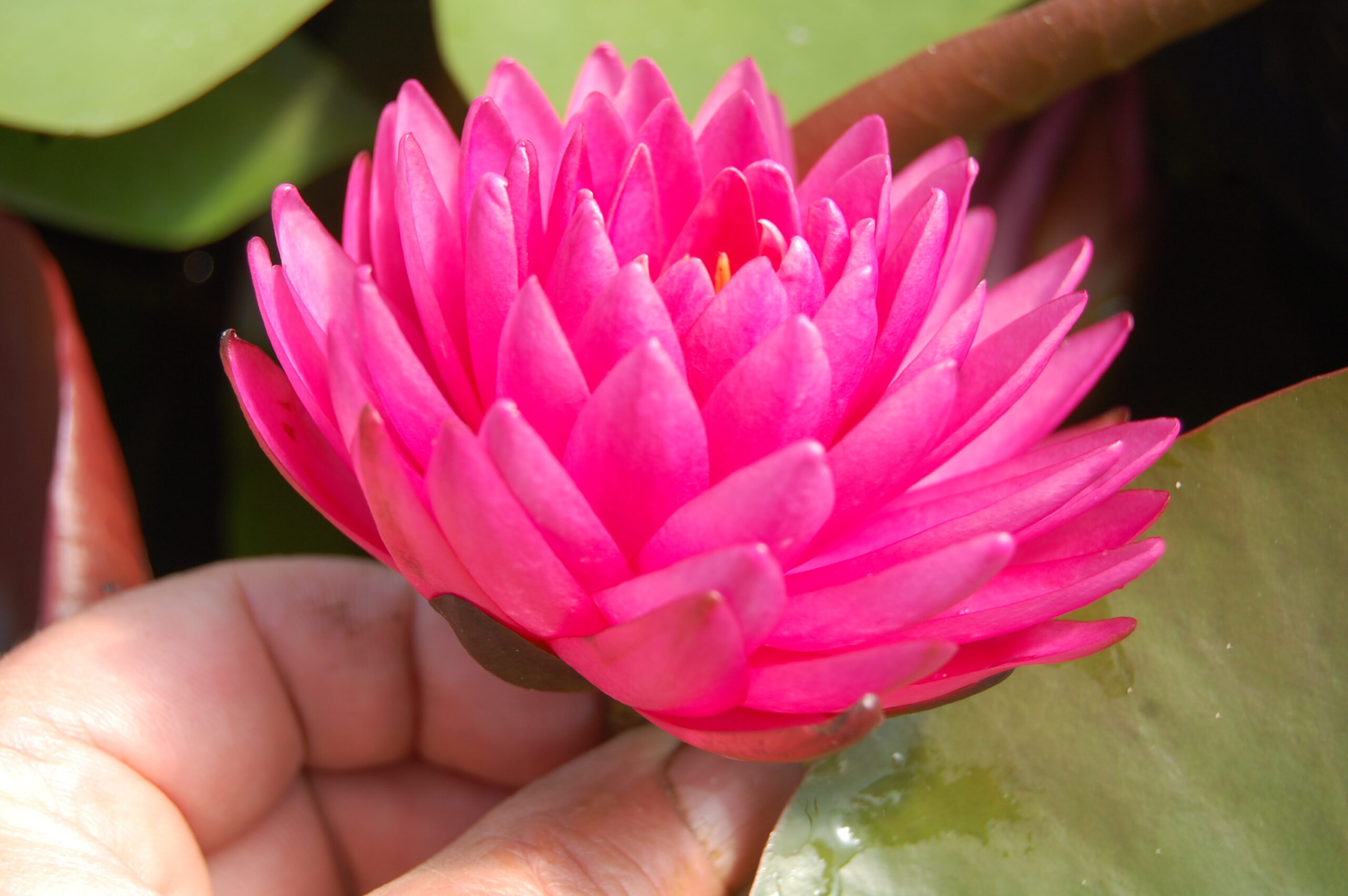 acheter nymphaea Rosa Scent for sale buy on line (18)