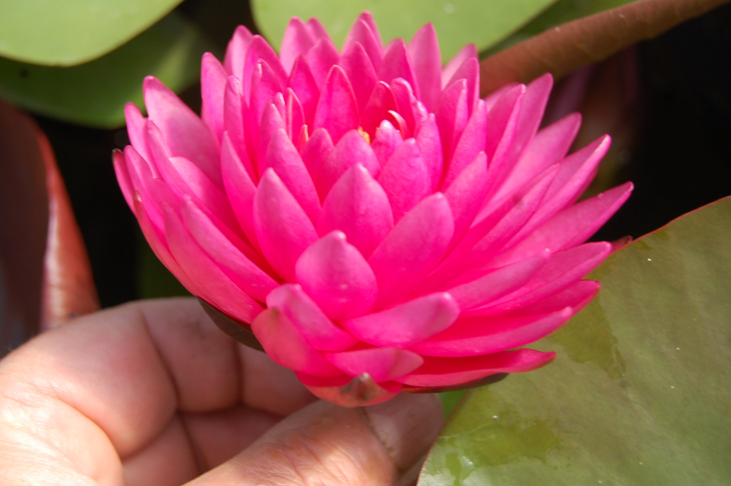 acheter nymphaea Rosa Scent for sale buy on line (19)