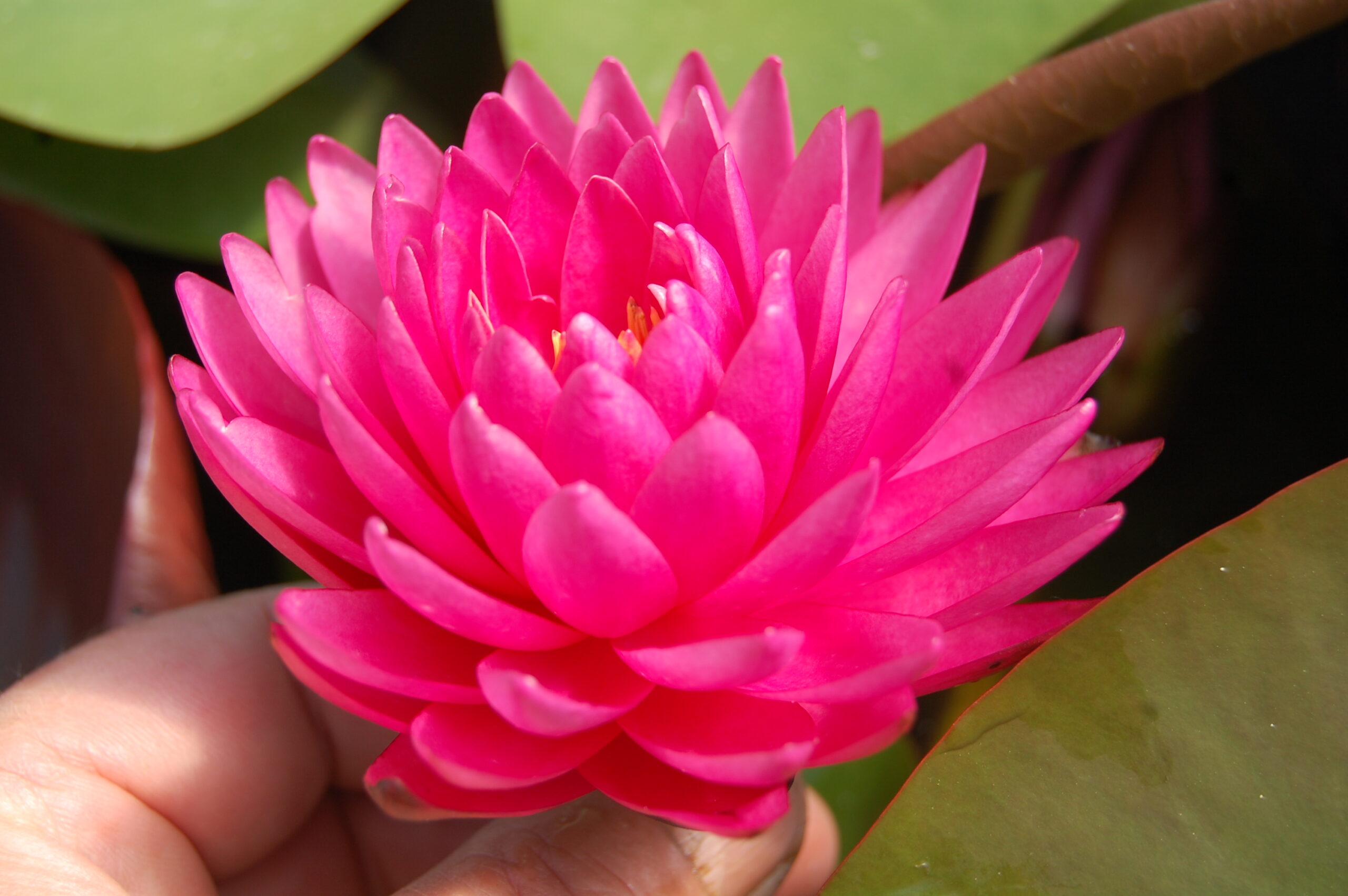 acheter nymphaea Rosa Scent for sale buy on line (20)