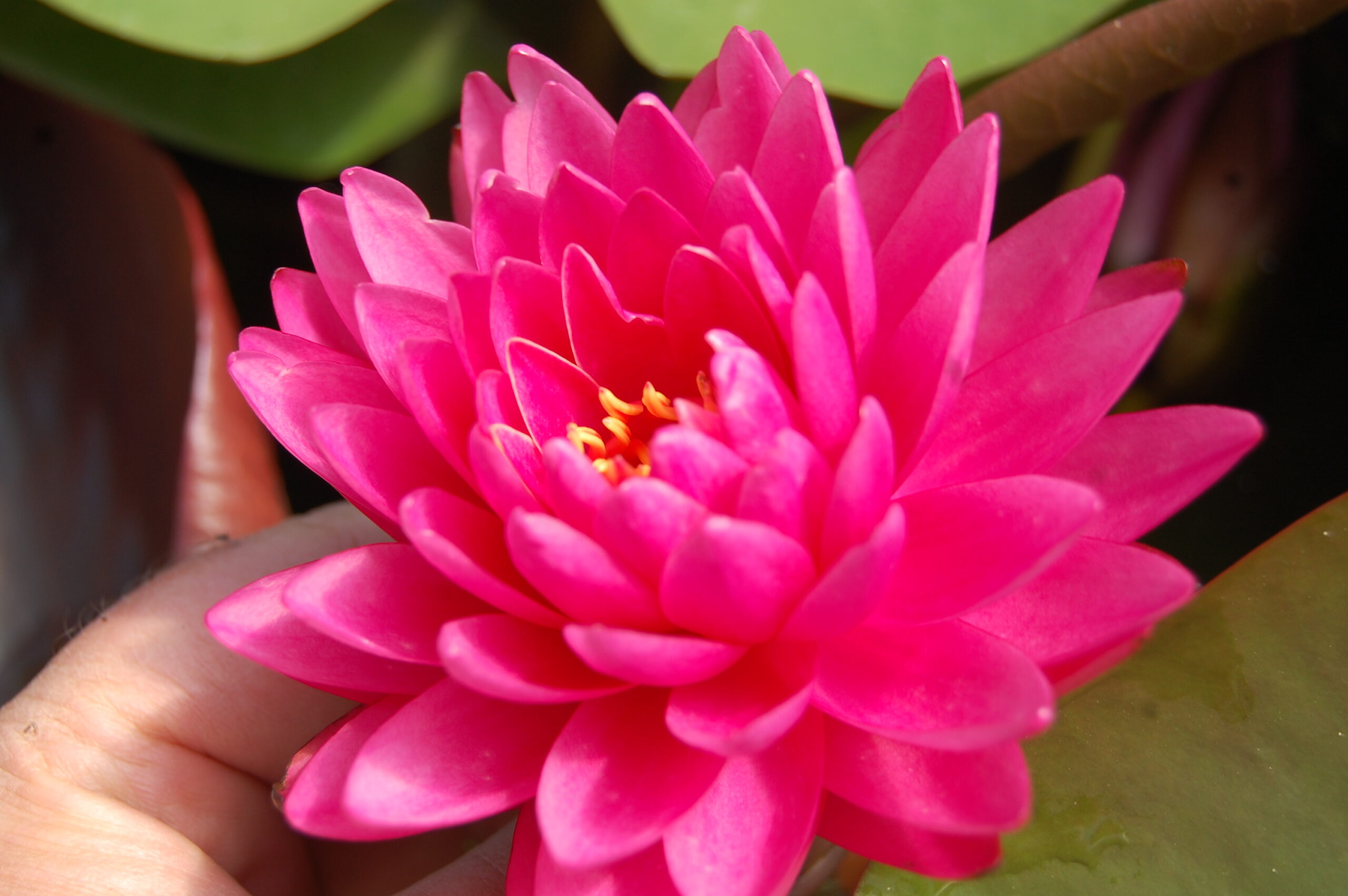 acheter nymphaea Rosa Scent for sale buy on line (21)