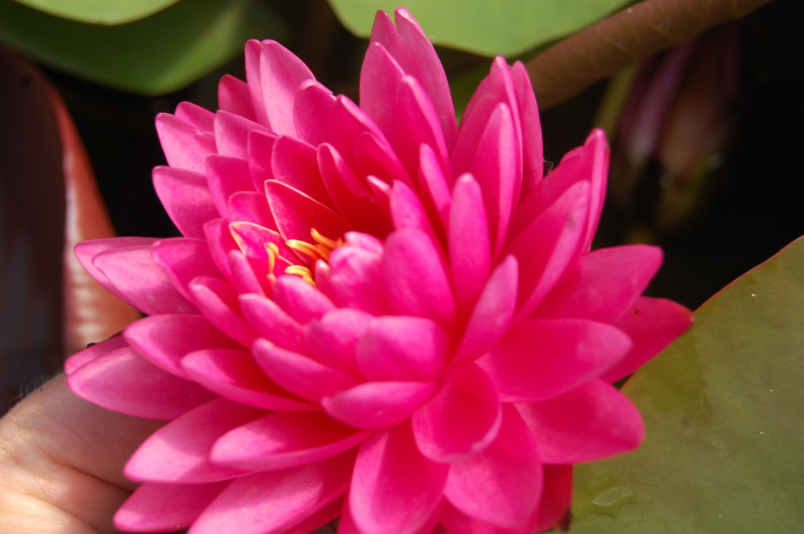 acheter nymphaea Rosa Scent for sale buy on line (22)