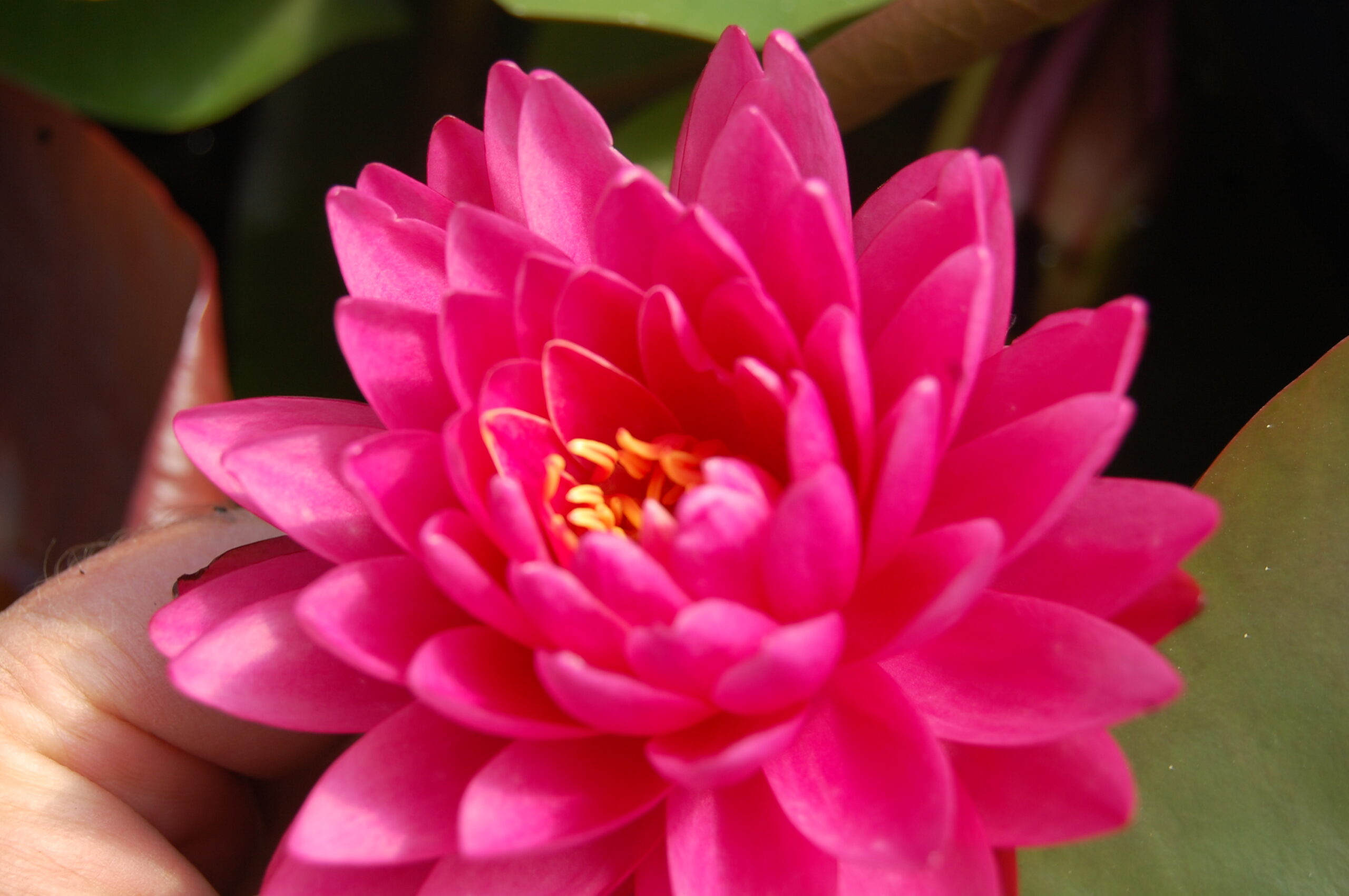 acheter nymphaea Rosa Scent for sale buy on line (23)