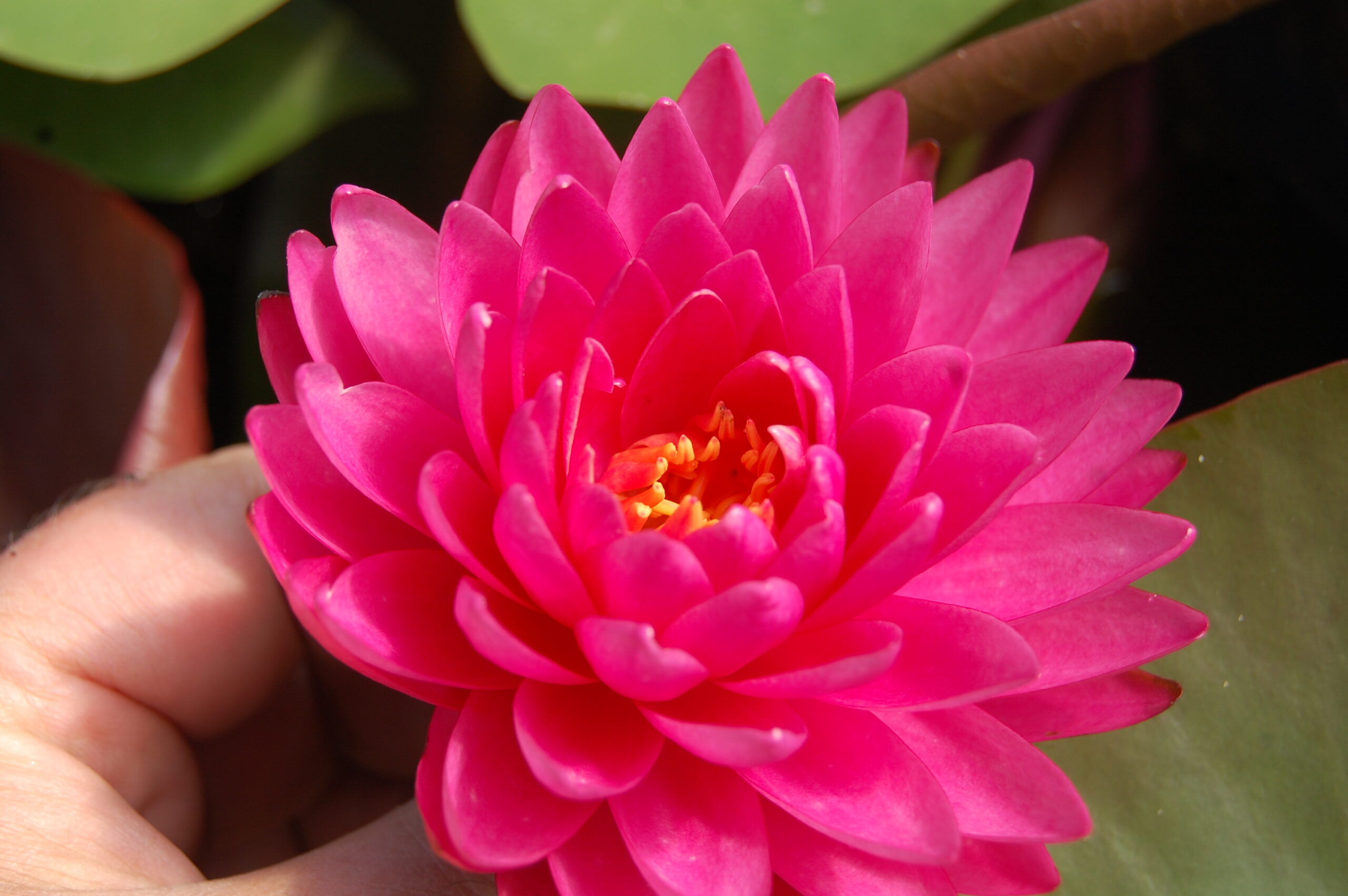 acheter nymphaea Rosa Scent for sale buy on line (24)