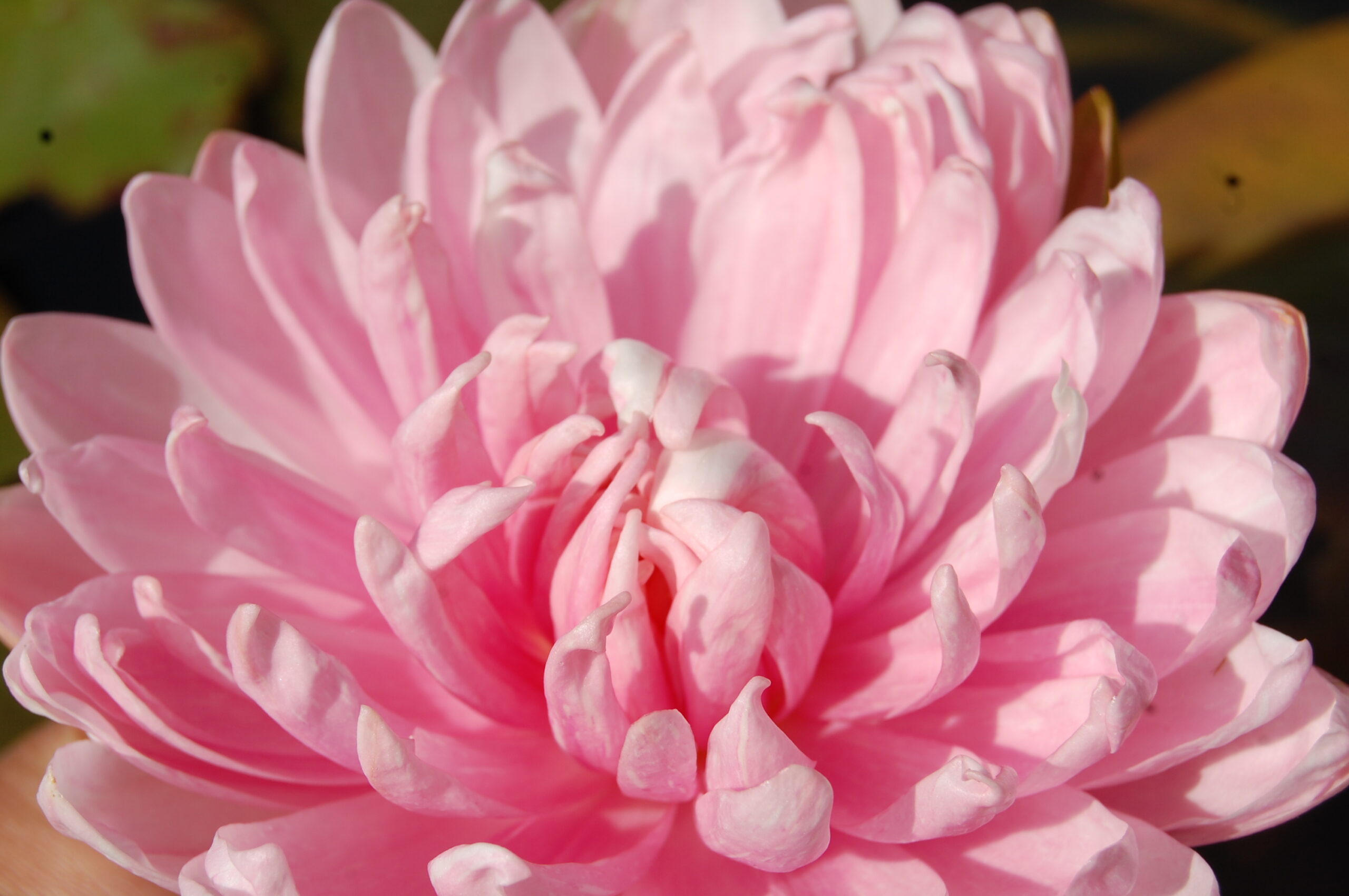 acheter nymphaea Rozalina for sale buy on line (1)