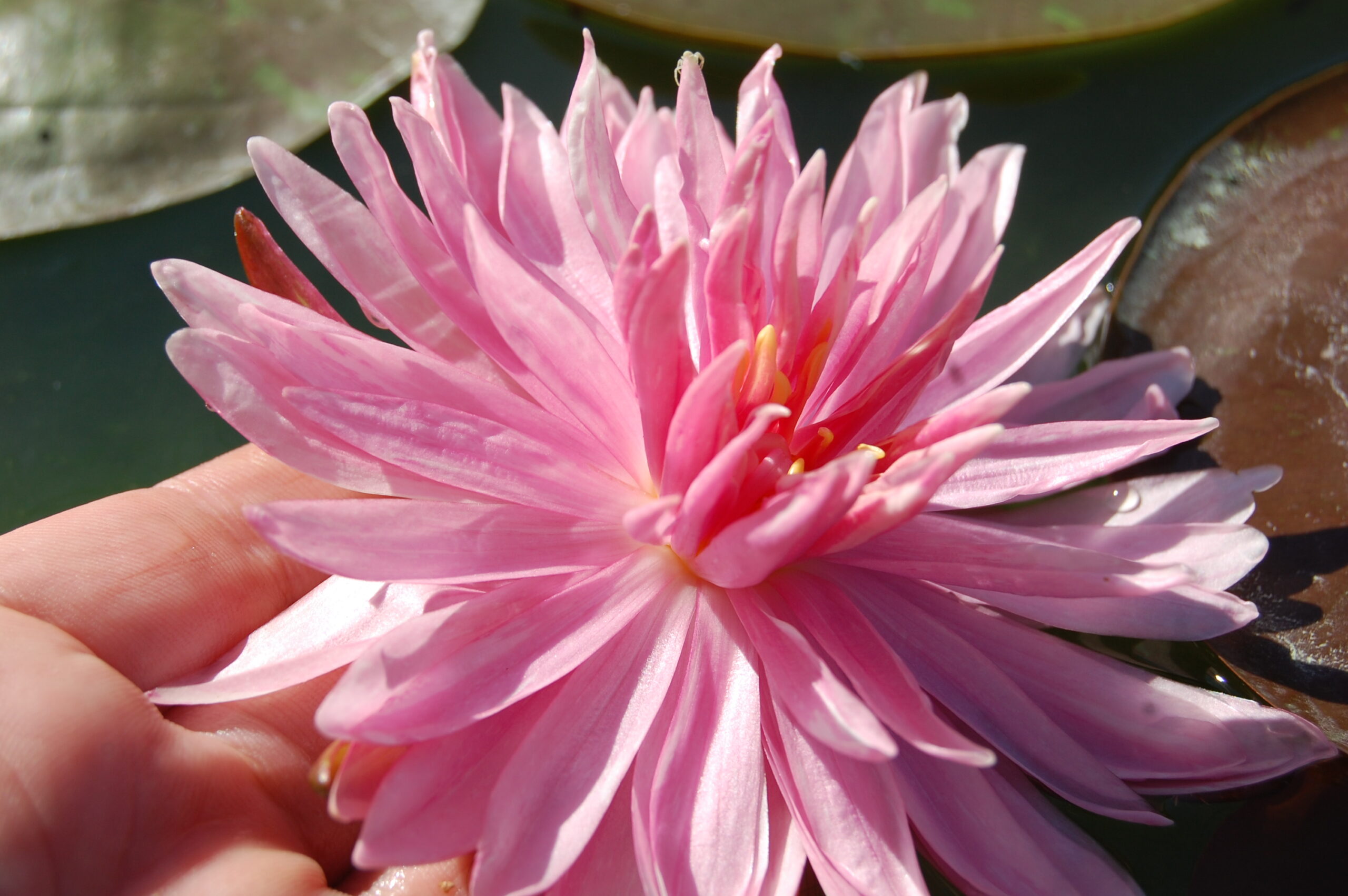acheter nymphaea Rozalina for sale buy on line (11)