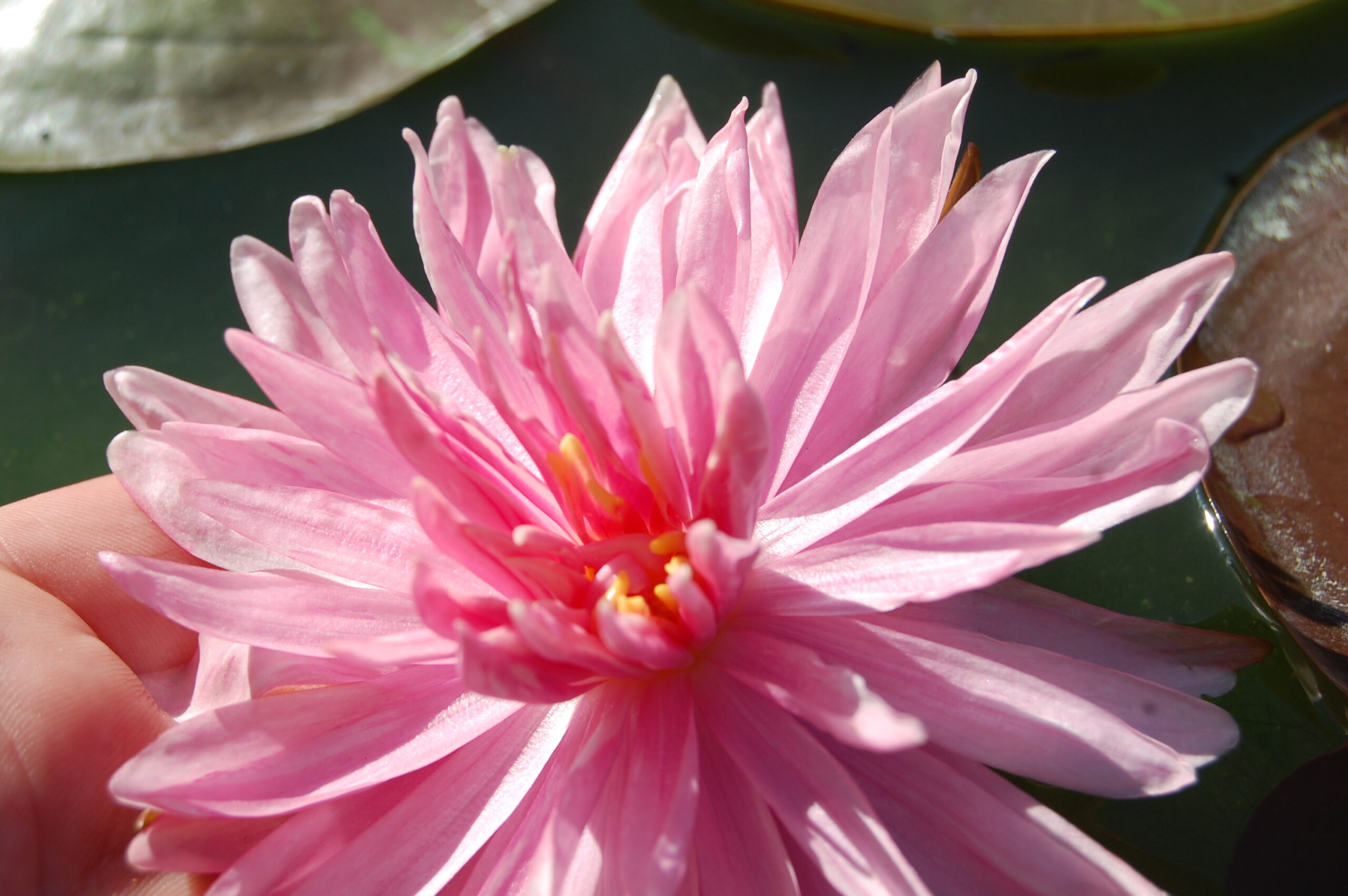 acheter nymphaea Rozalina for sale buy on line (13)