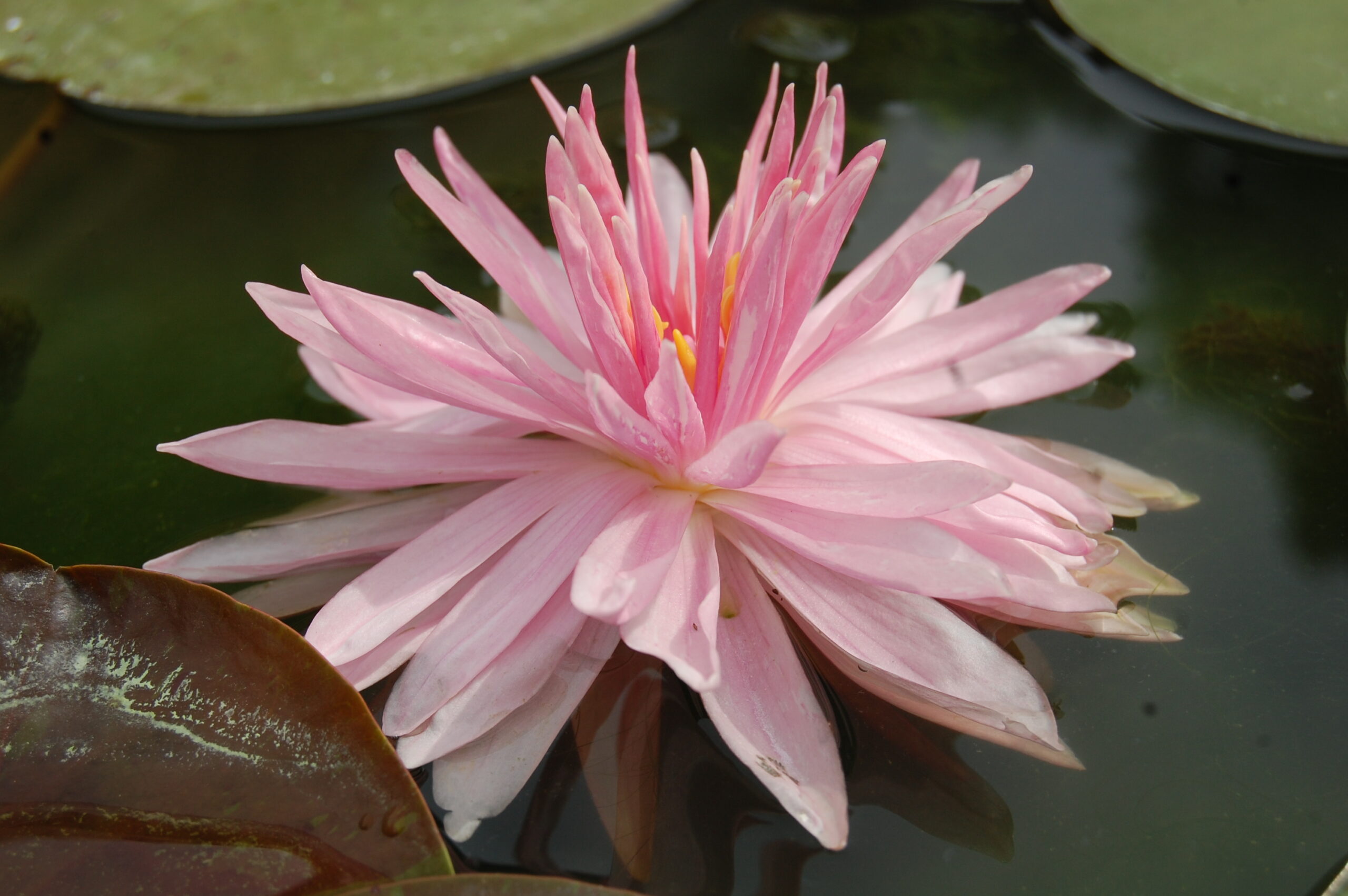 acheter nymphaea Rozalina for sale buy on line (19)