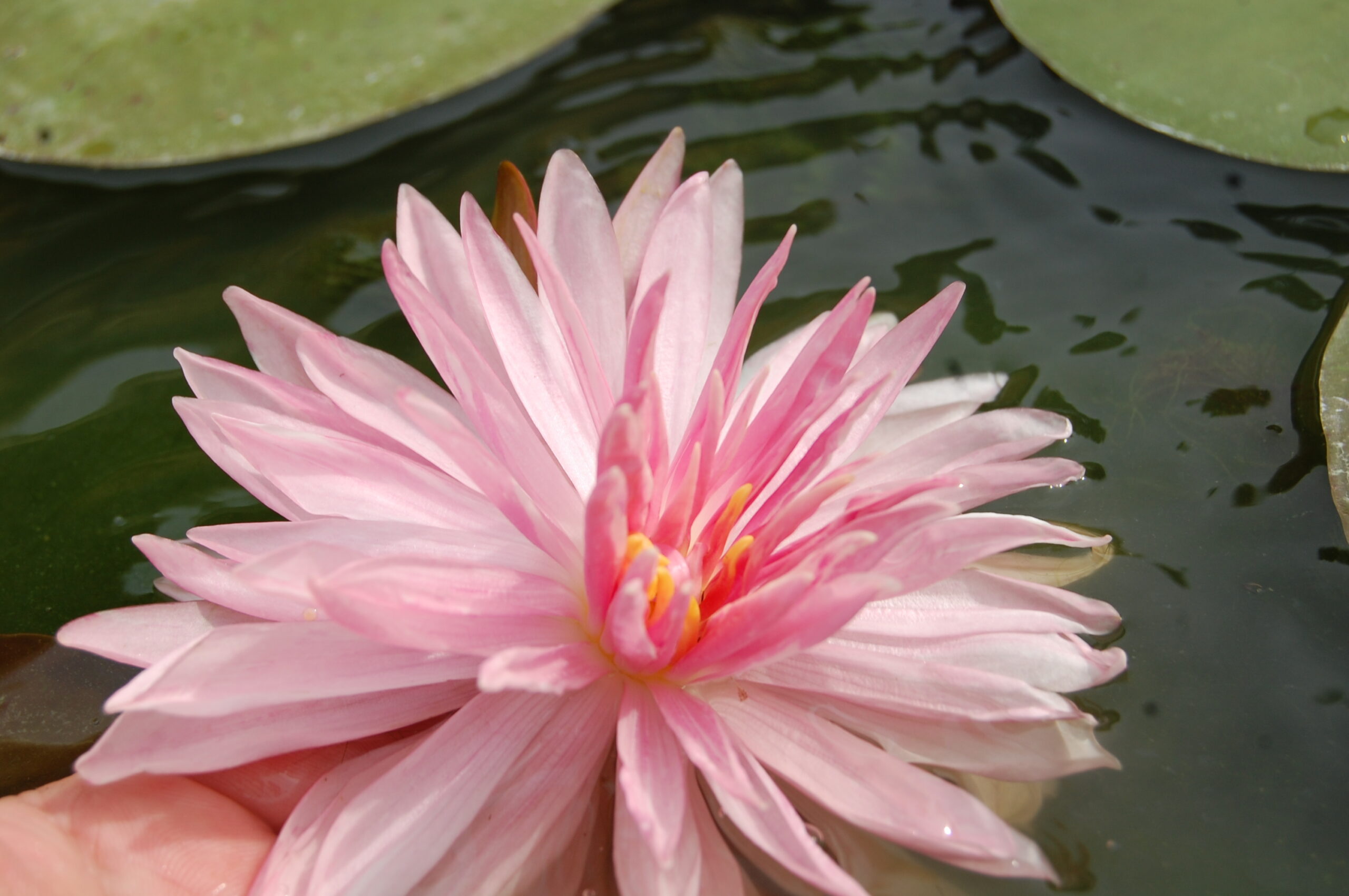 acheter nymphaea Rozalina for sale buy on line (22)